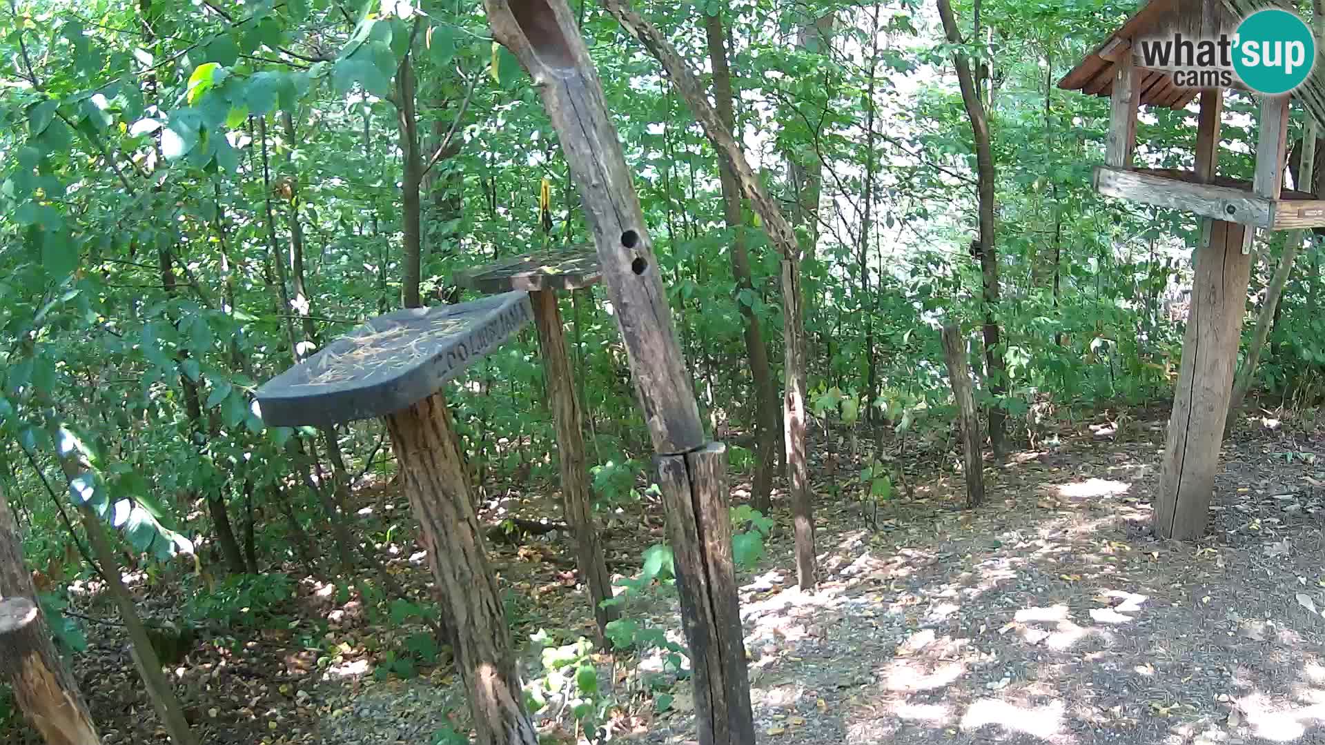 Mangiatoie per uccelli allo ZOO di Lubiana livecam