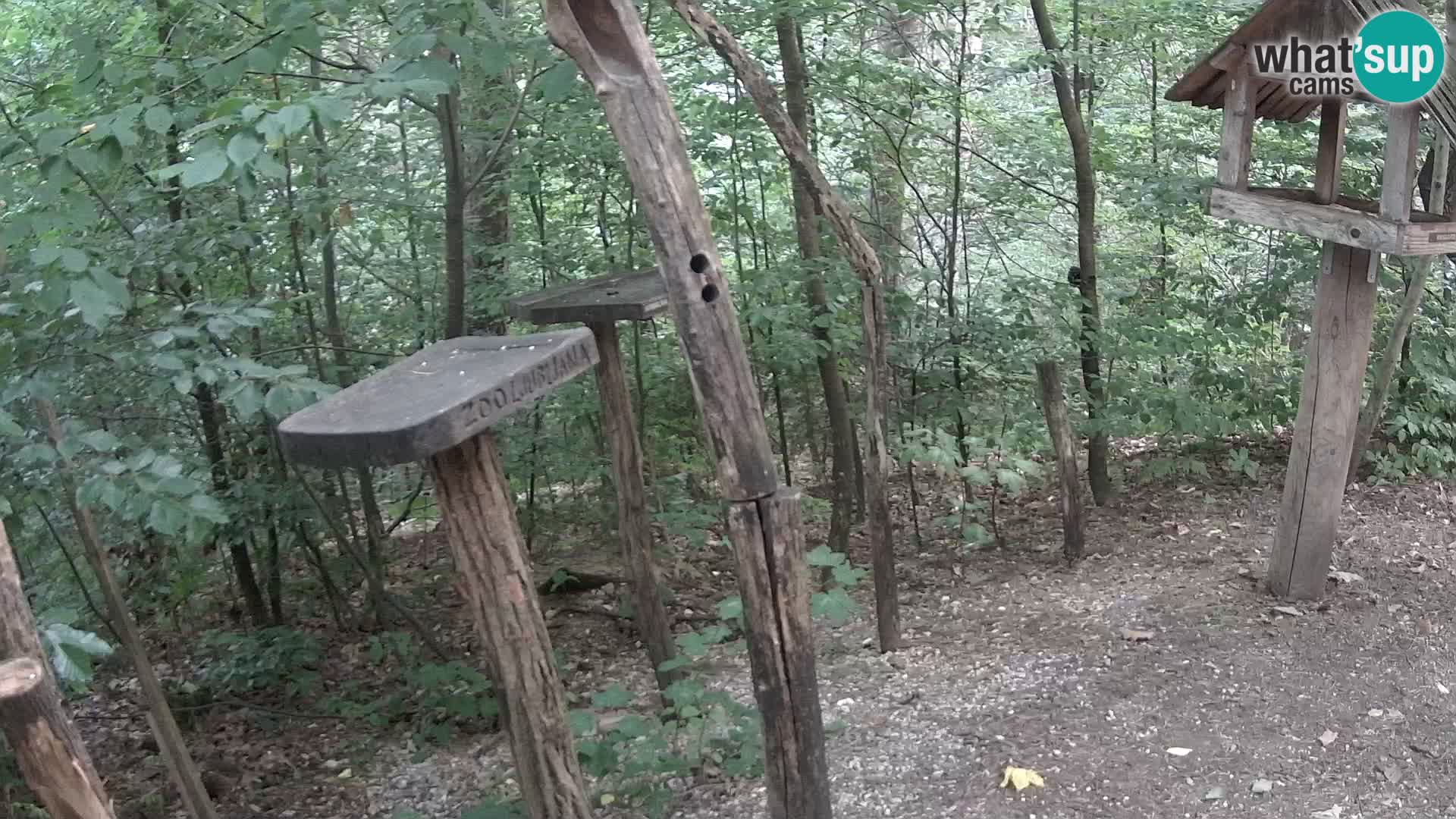 Mangeoires pour oiseaux au ZOO live webcam Ljubljana
