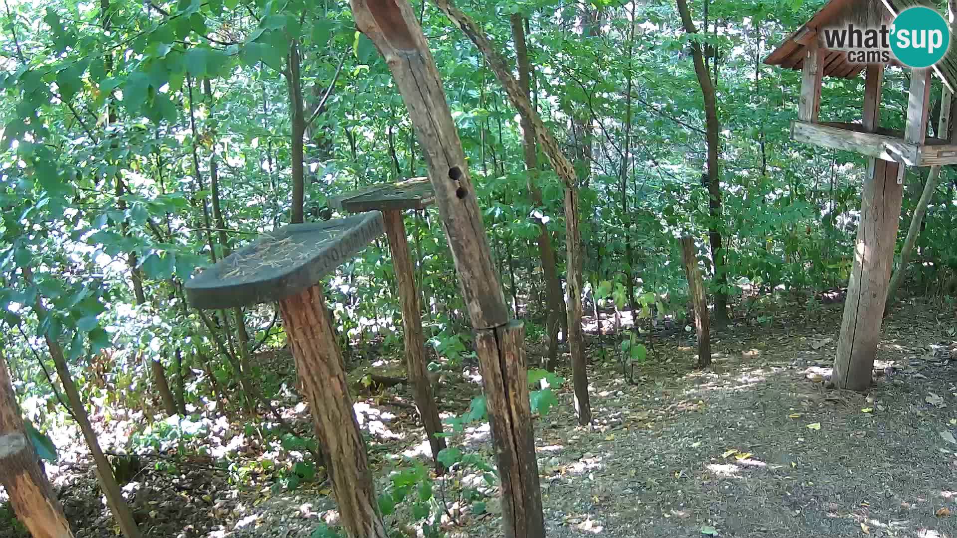Mangiatoie per uccelli allo ZOO di Lubiana livecam