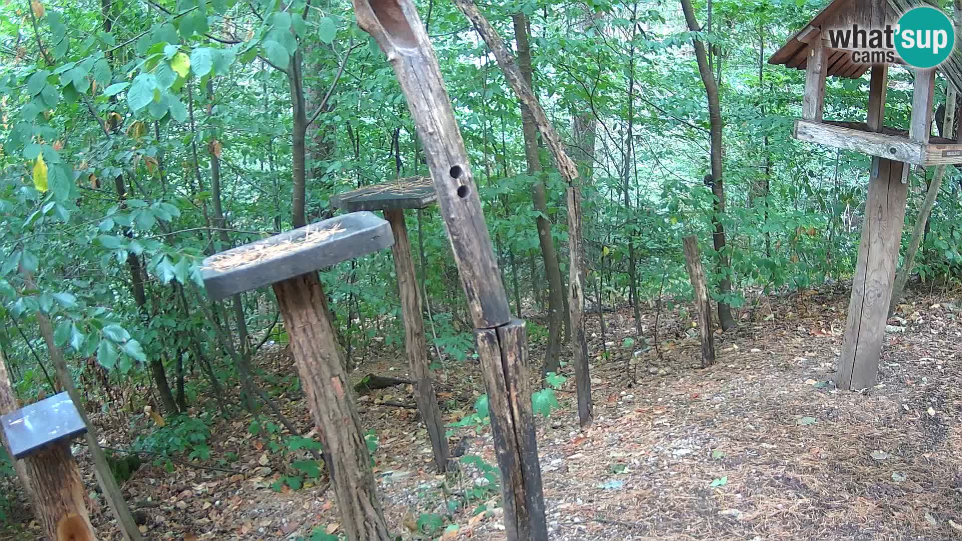 Mangiatoie per uccelli allo ZOO di Lubiana livecam