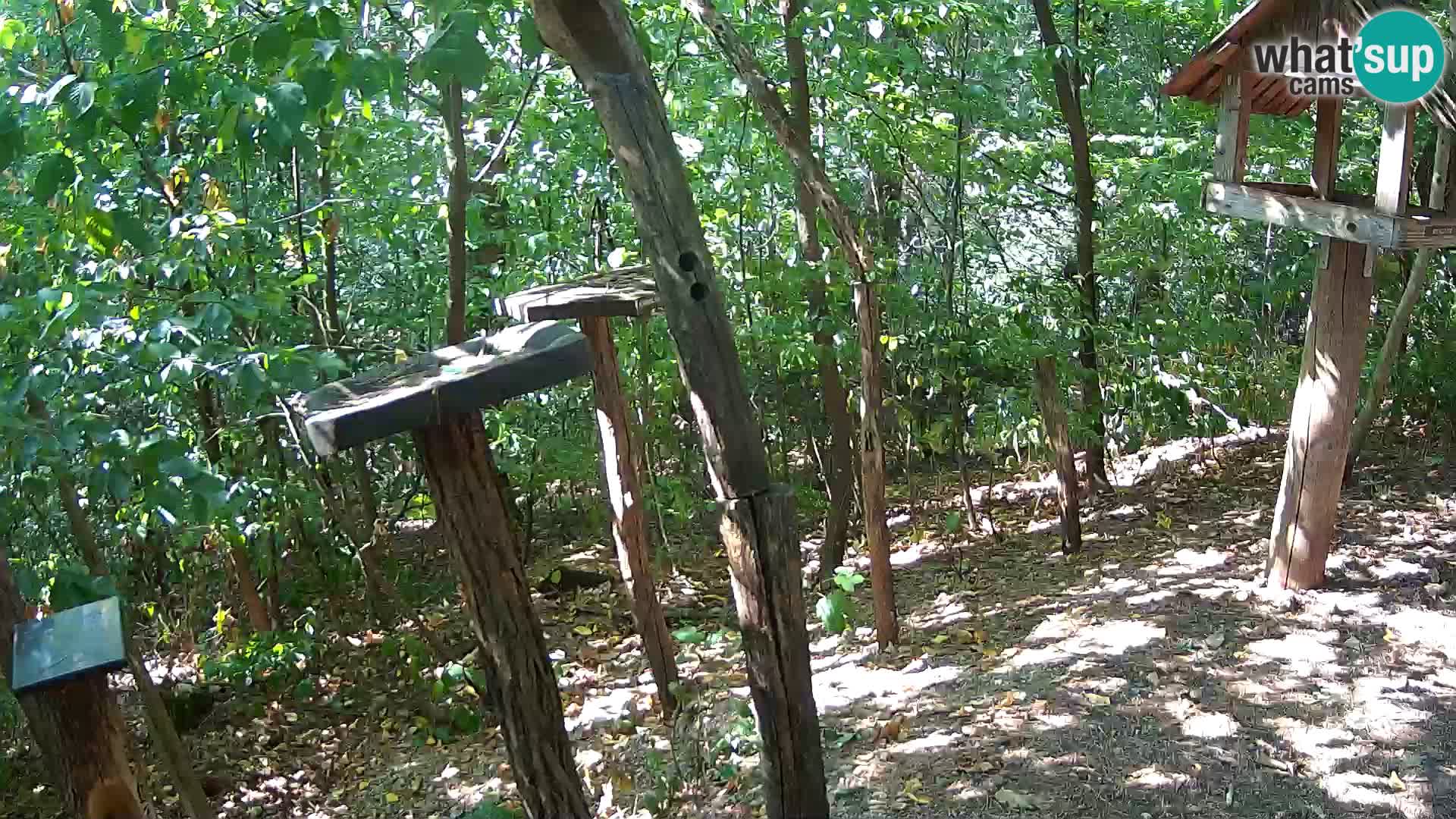 Mangiatoie per uccelli allo ZOO di Lubiana livecam