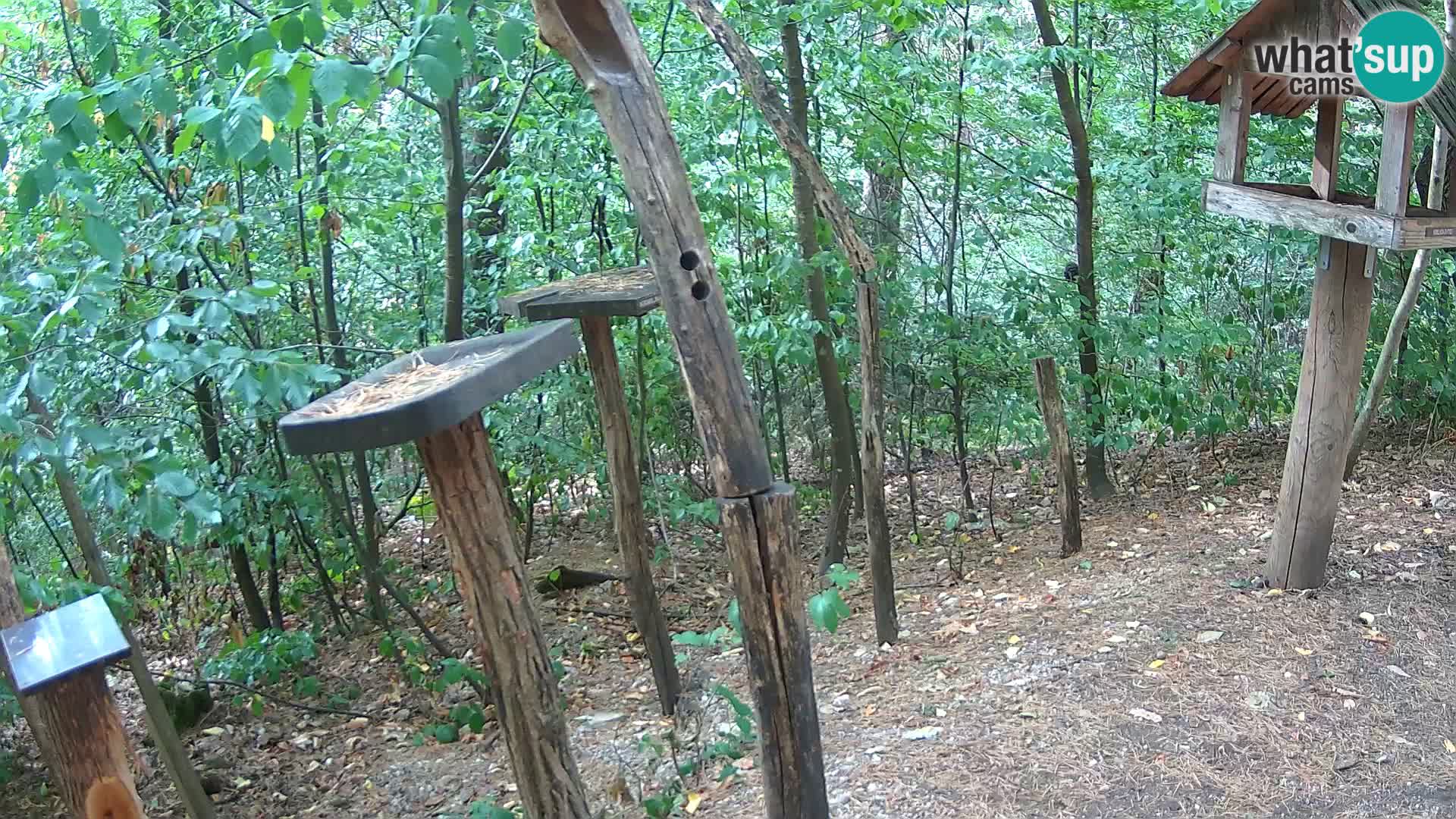Krmilnice za ptiče v ZOO Ljubljana spletna kamera
