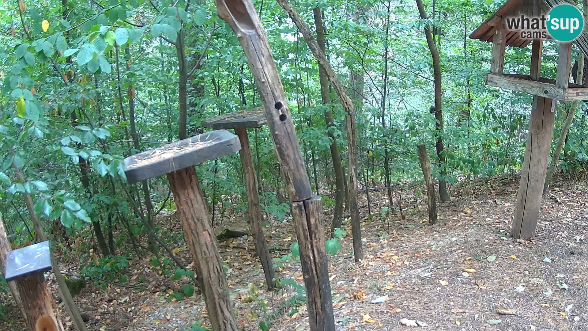 Comederos para pájaros en ZOO Ljubljana camera en vivo