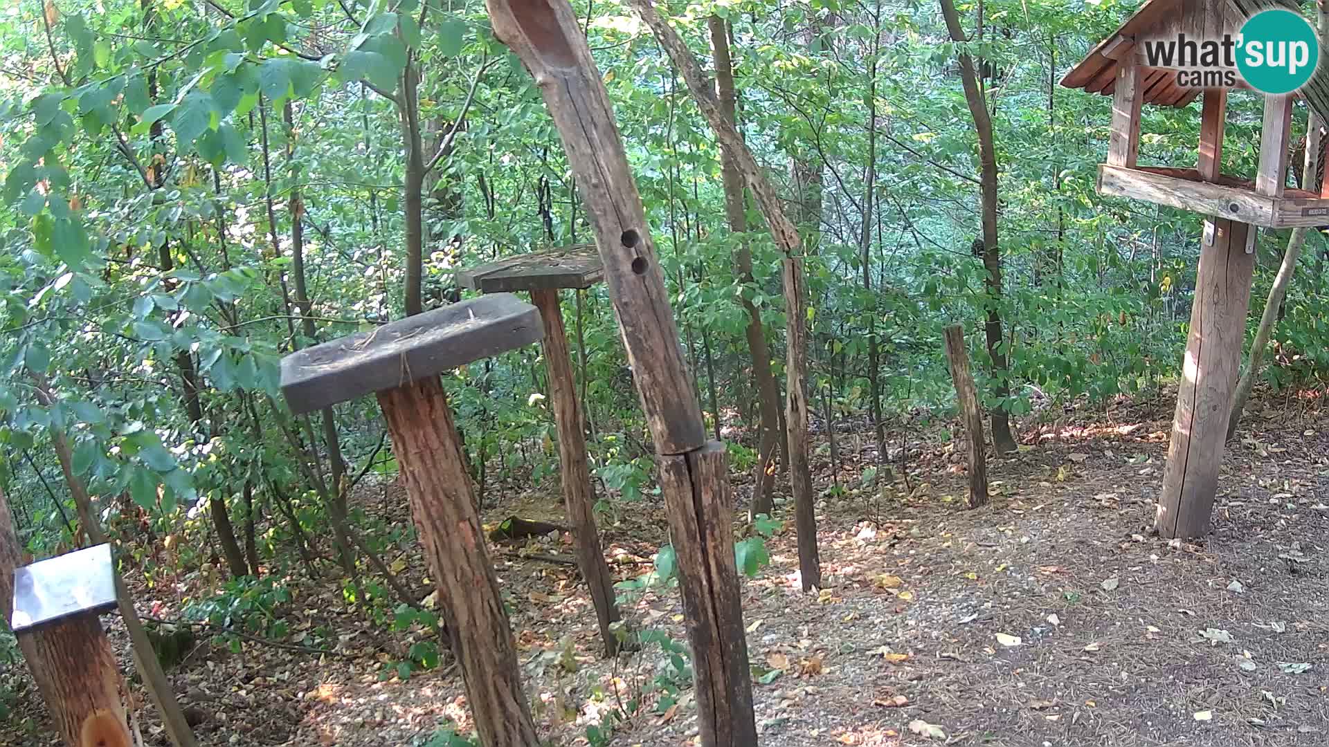 Mangiatoie per uccelli allo ZOO di Lubiana livecam