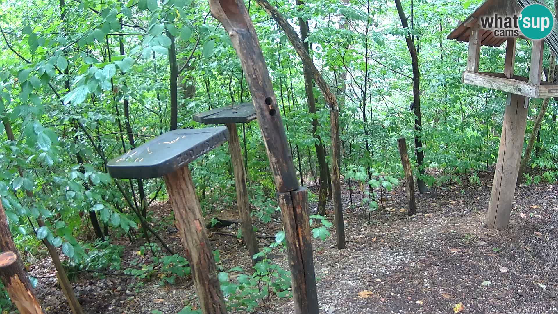 Comederos para pájaros en ZOO Ljubljana camera en vivo