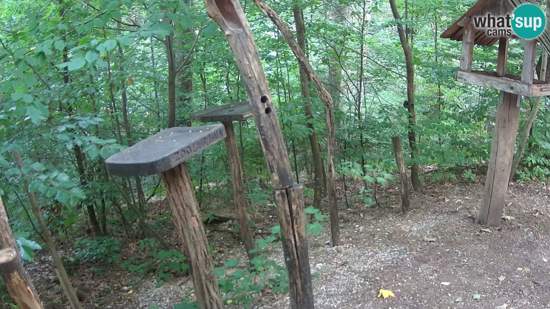 Mangiatoie per uccelli allo ZOO di Lubiana livecam