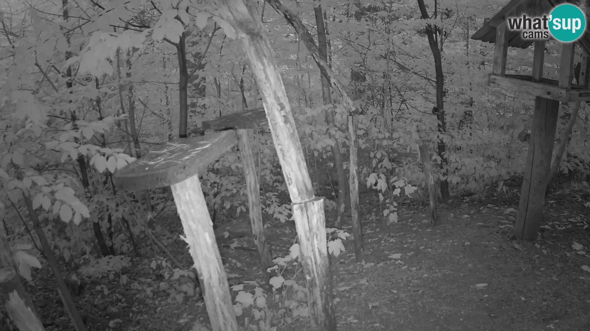 Vogelfutterhäuschen im ZOO webcam Ljubljana