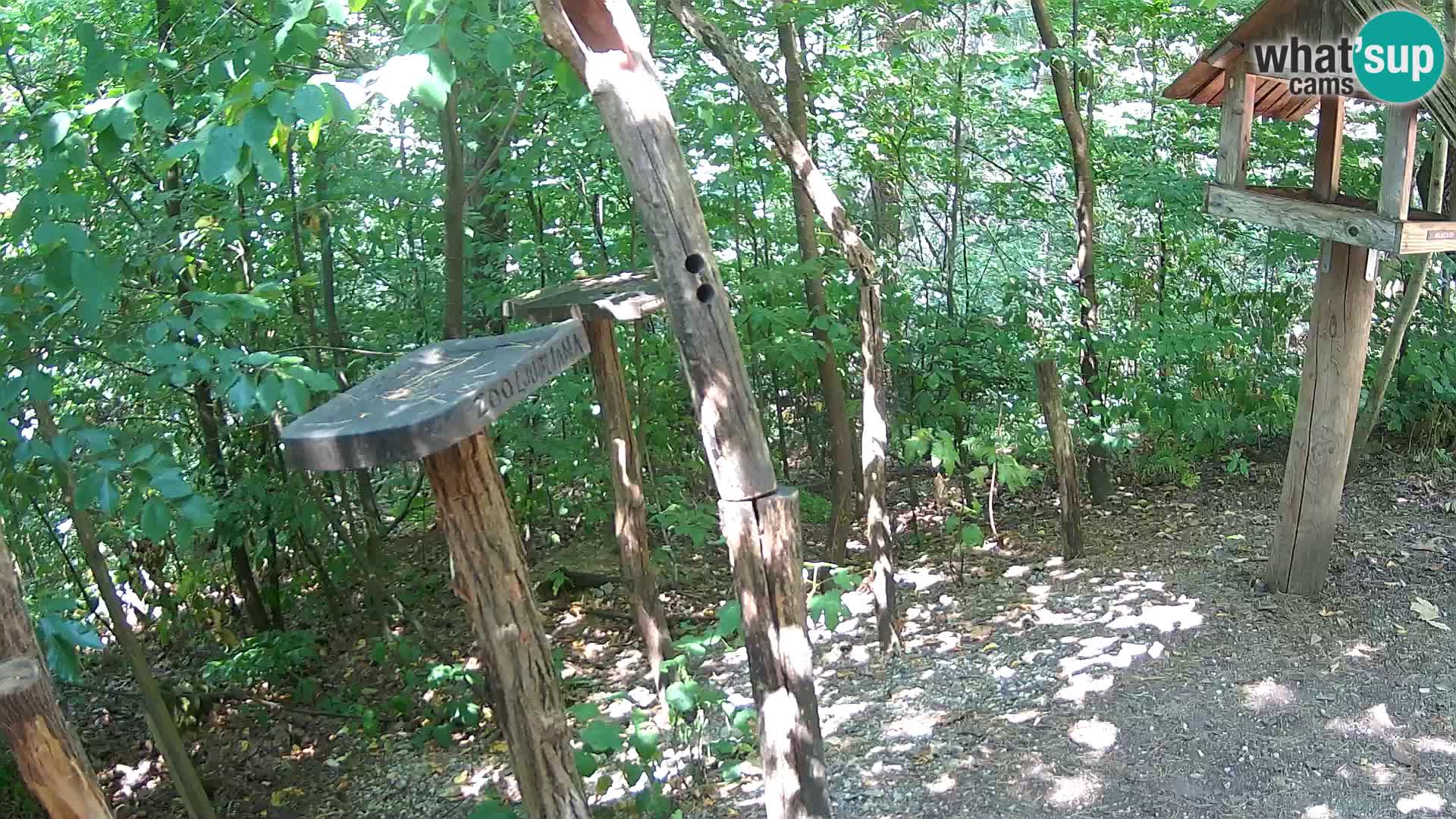 Krmilnice za ptiče v ZOO Ljubljana spletna kamera