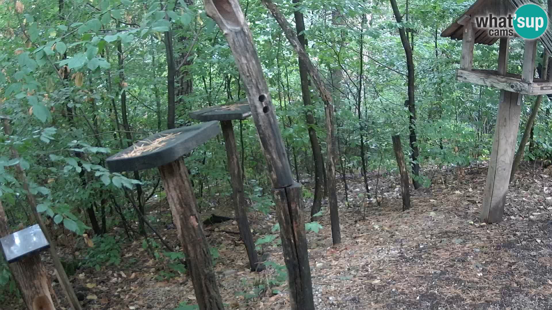 Comederos para pájaros en ZOO Ljubljana camera en vivo