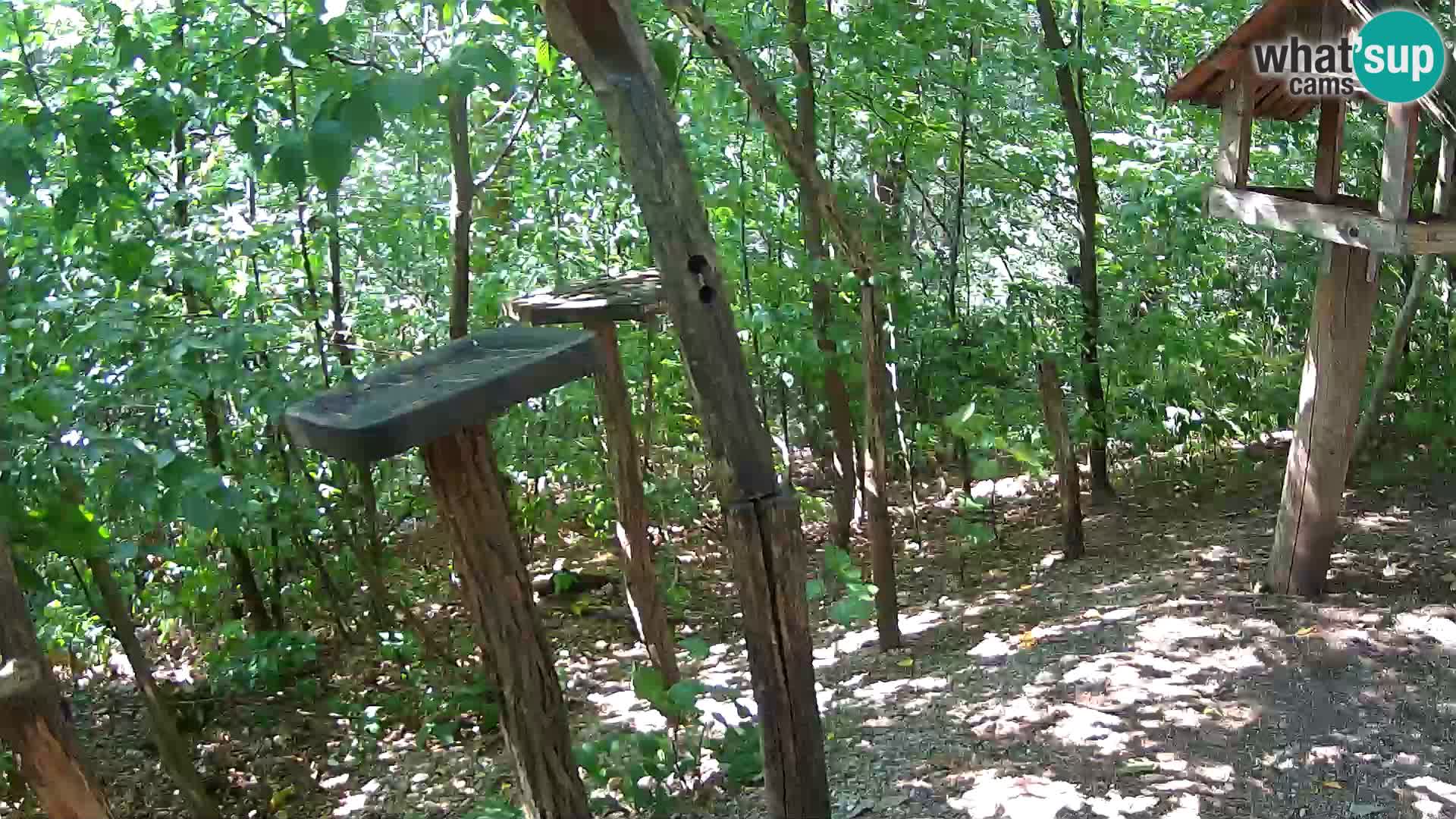Comederos para pájaros en ZOO Ljubljana camera en vivo