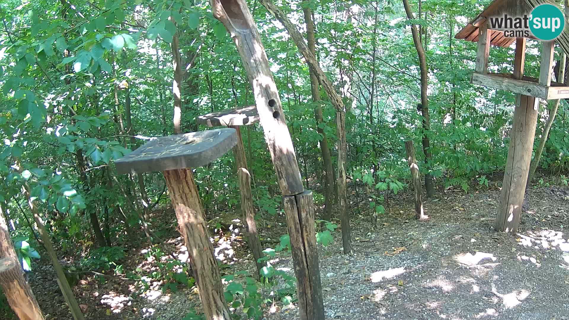 Vogelfutterhäuschen im ZOO webcam Ljubljana