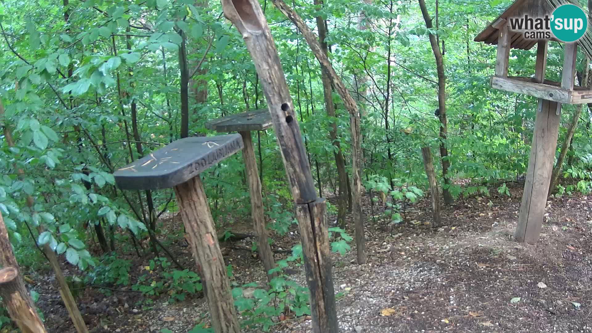 Krmilnice za ptiče v ZOO Ljubljana spletna kamera