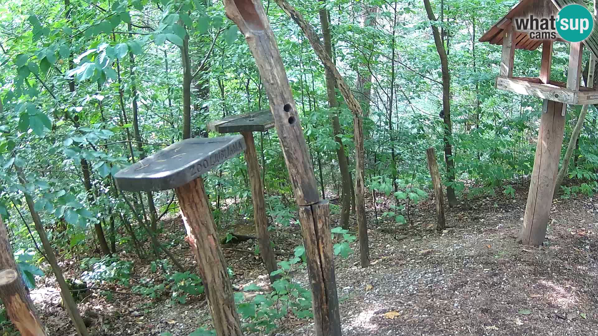 Mangiatoie per uccelli allo ZOO di Lubiana livecam