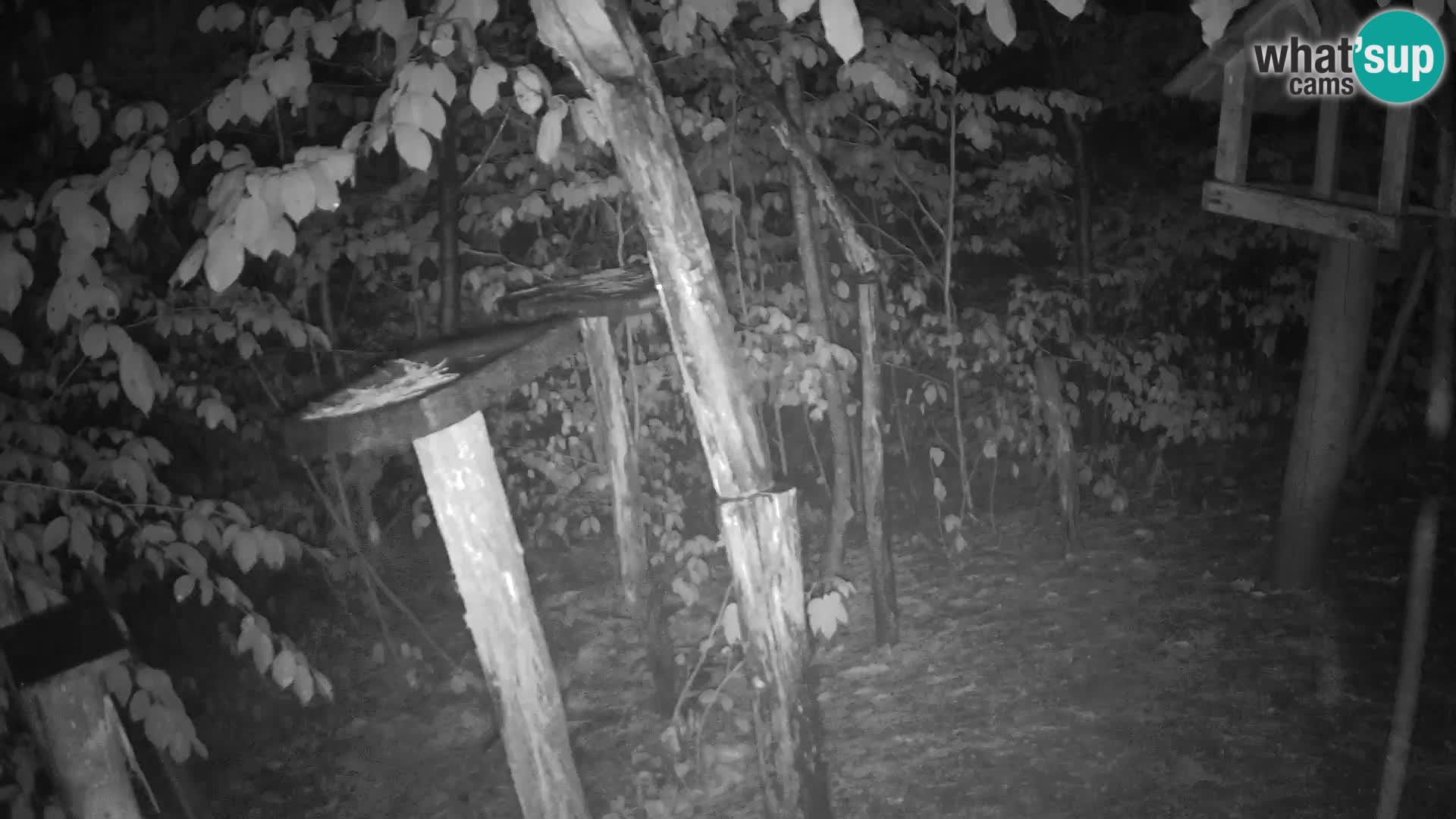 Mangeoires pour oiseaux au ZOO live webcam Ljubljana