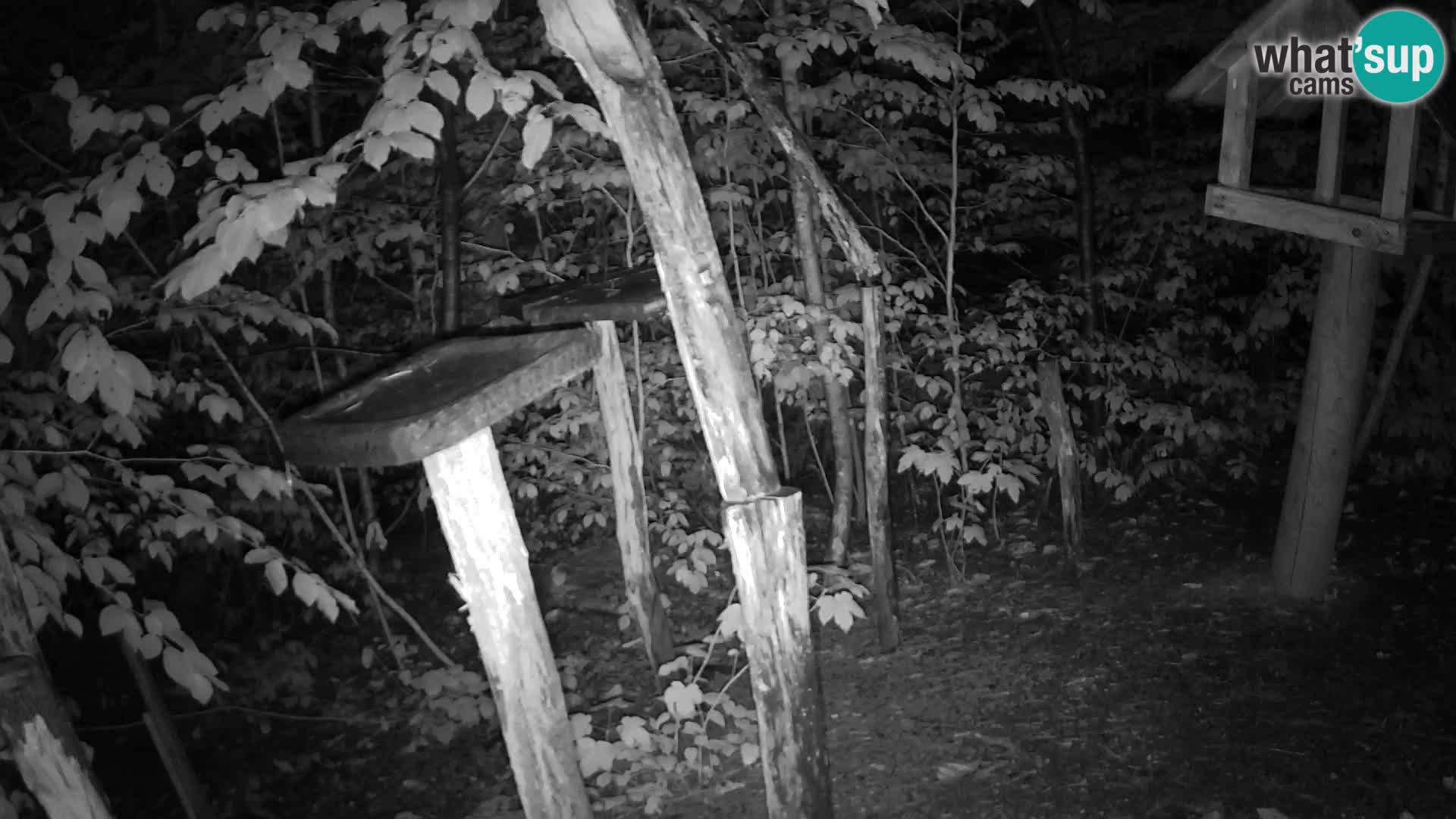 Bird feeders at ZOO Ljubljana webcam