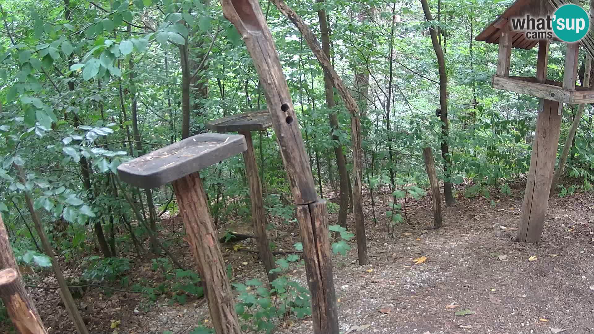 Hranilice za ptice u ZOO web kamera Ljubljana