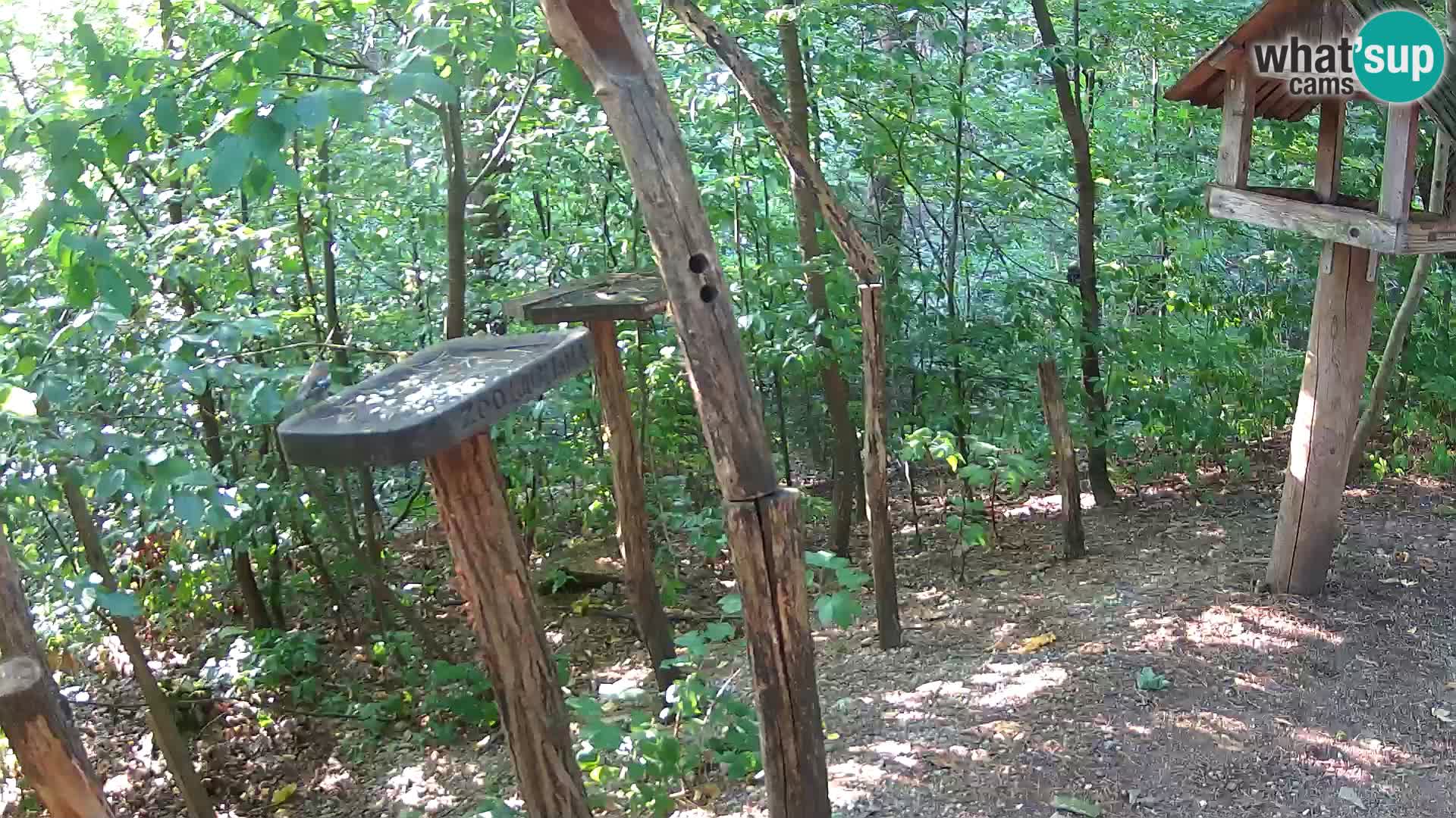 Mangeoires pour oiseaux au ZOO live webcam Ljubljana