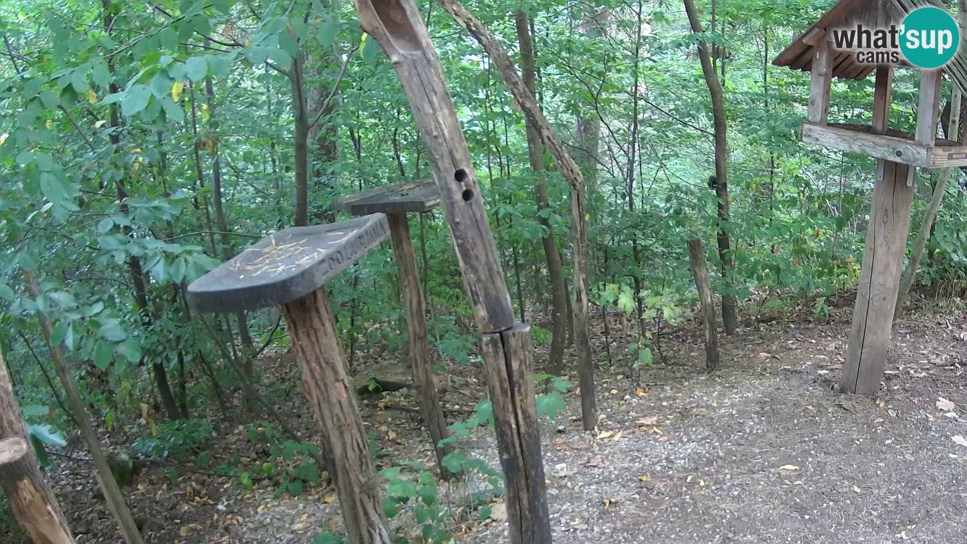 Comederos para pájaros en ZOO Ljubljana camera en vivo