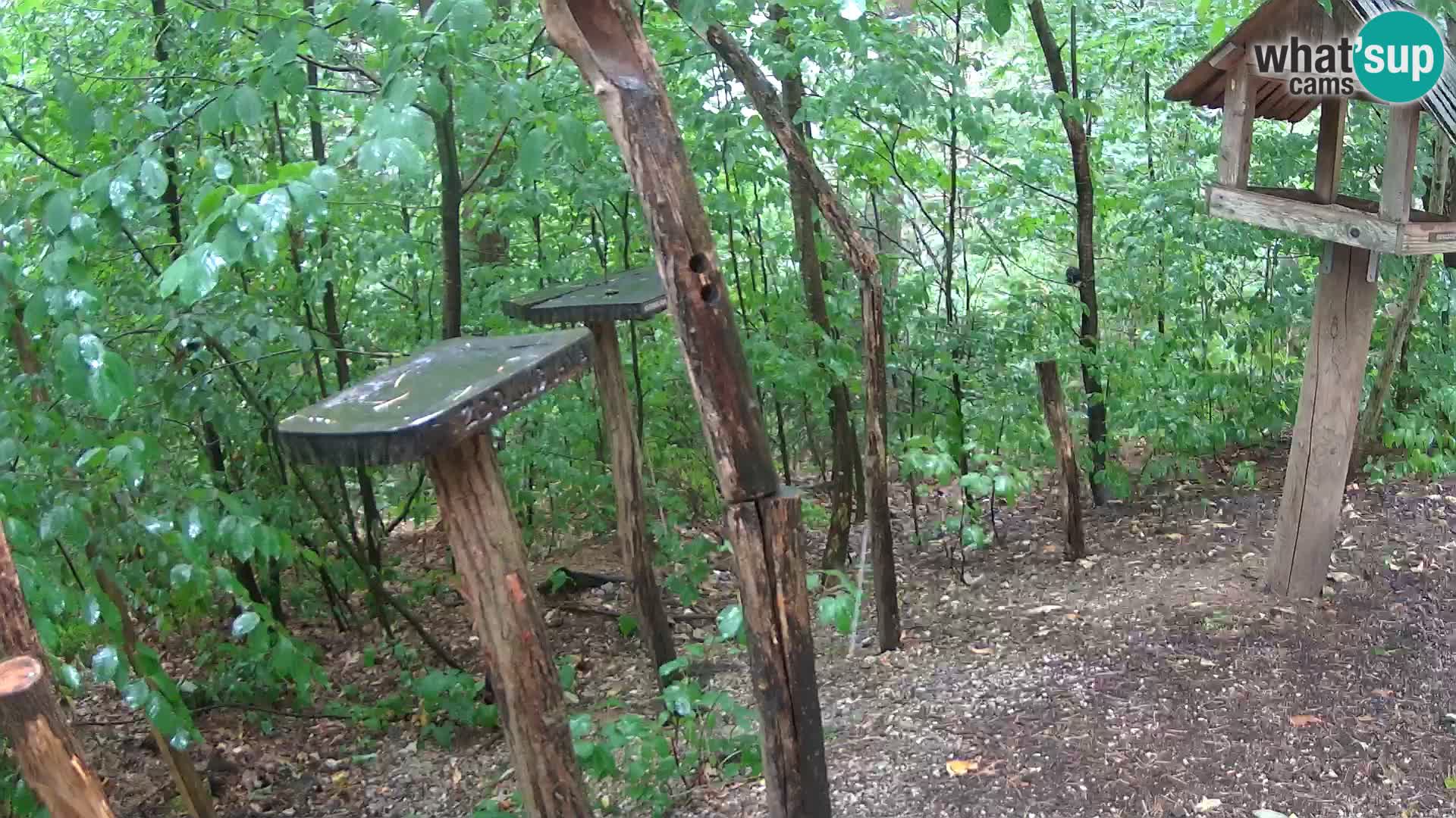 Mangeoires pour oiseaux au ZOO live webcam Ljubljana