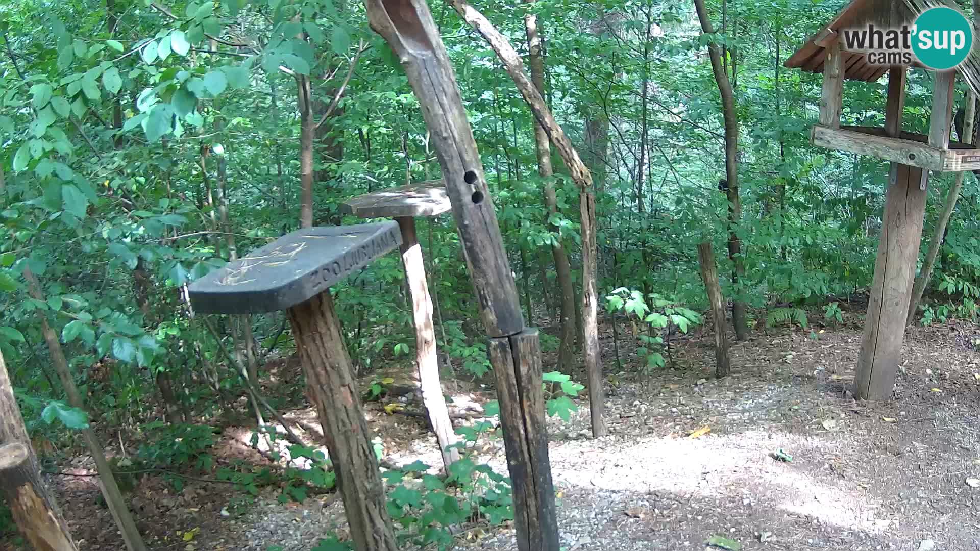 Mangeoires pour oiseaux au ZOO live webcam Ljubljana