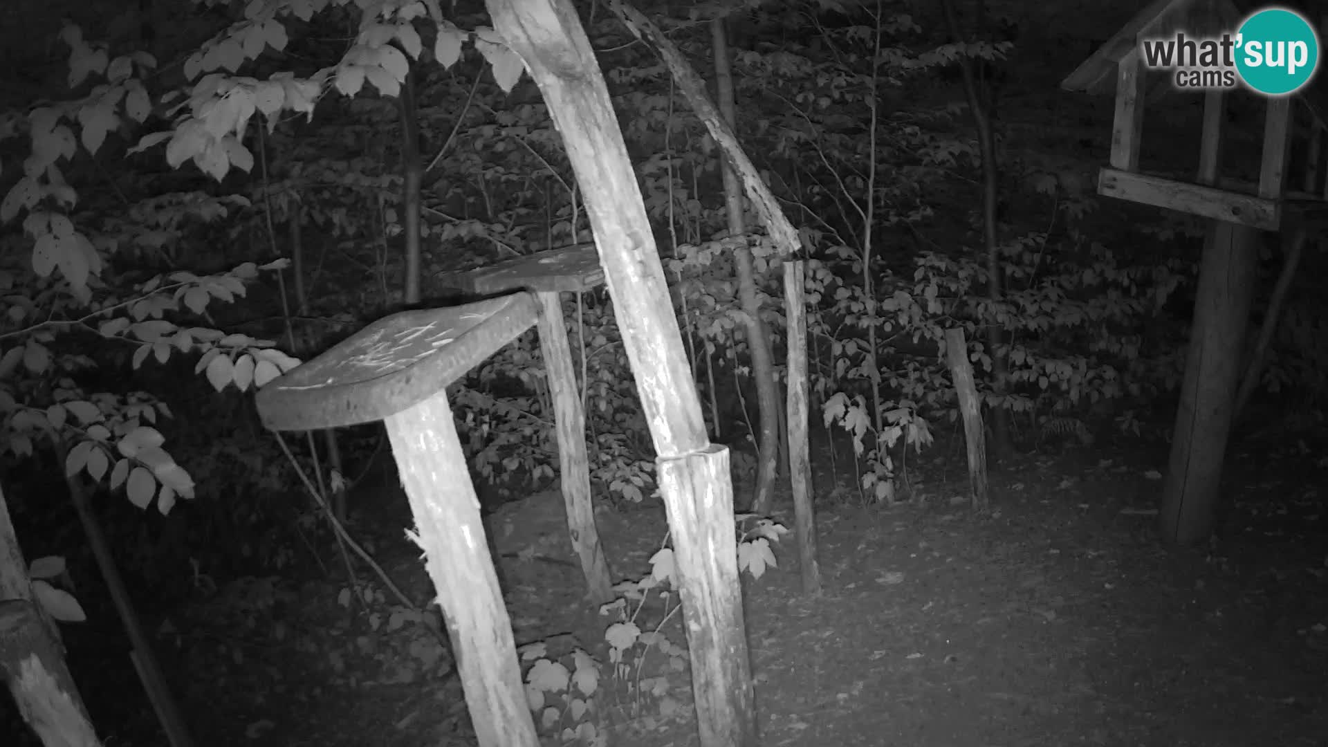 Vogelfutterhäuschen im ZOO webcam Ljubljana
