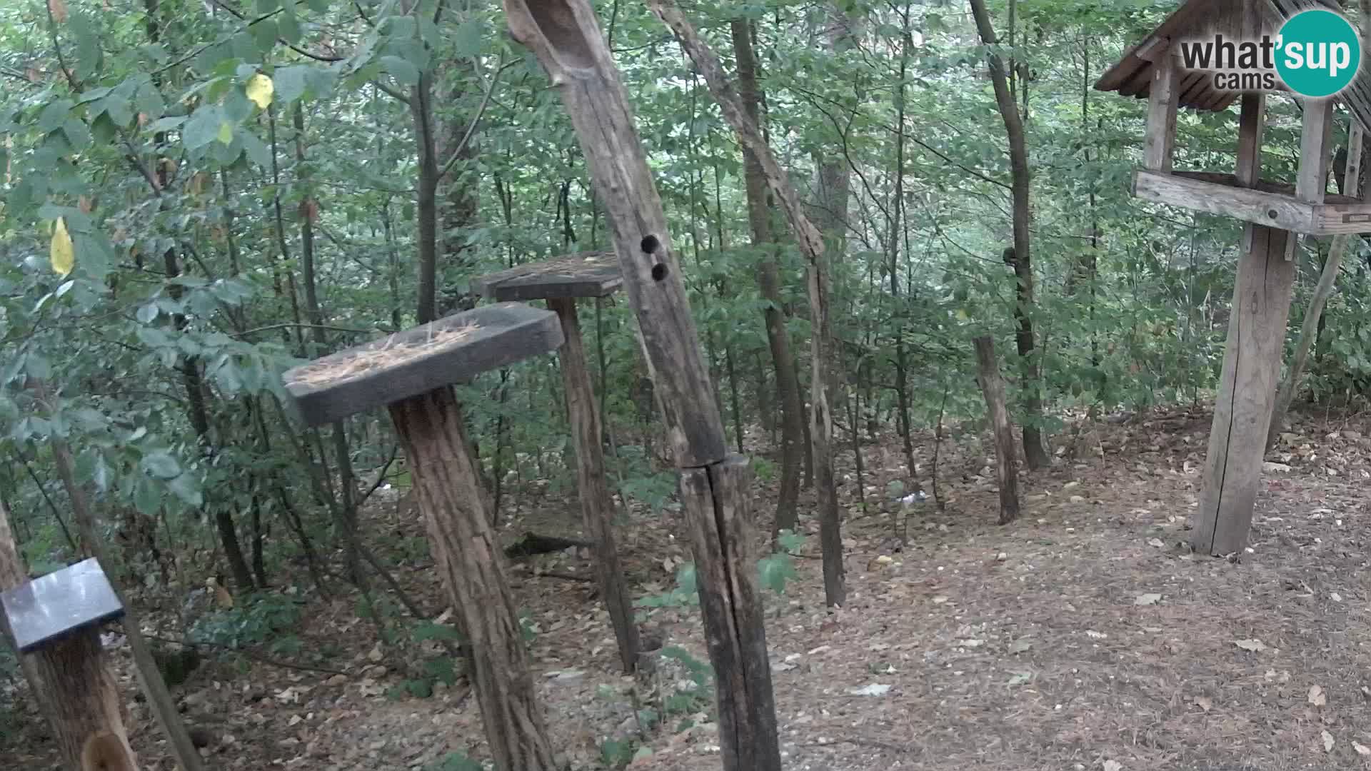Vogelfutterhäuschen im ZOO webcam Ljubljana