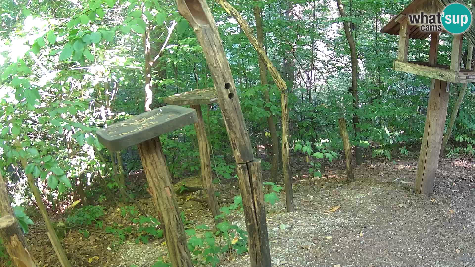 Comederos para pájaros en ZOO Ljubljana camera en vivo