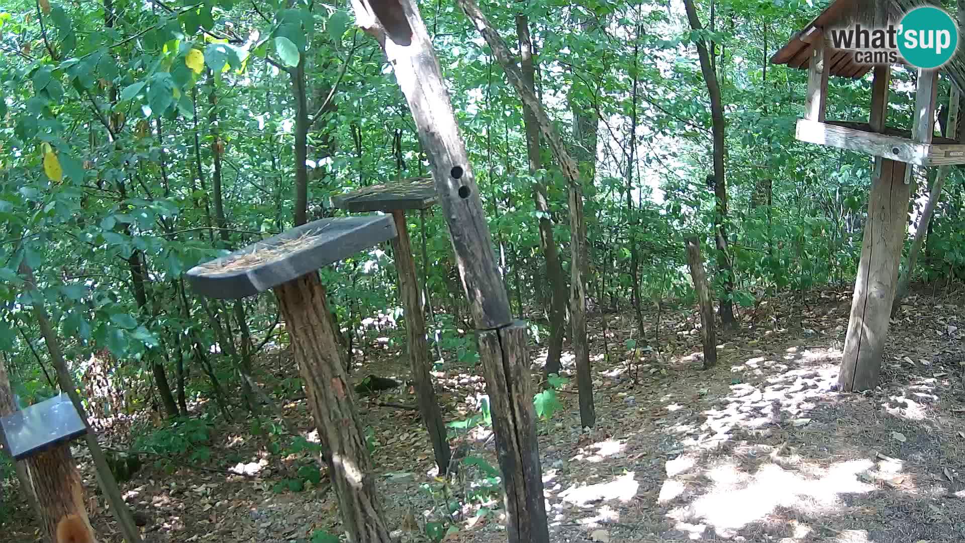 Mangeoires pour oiseaux au ZOO live webcam Ljubljana