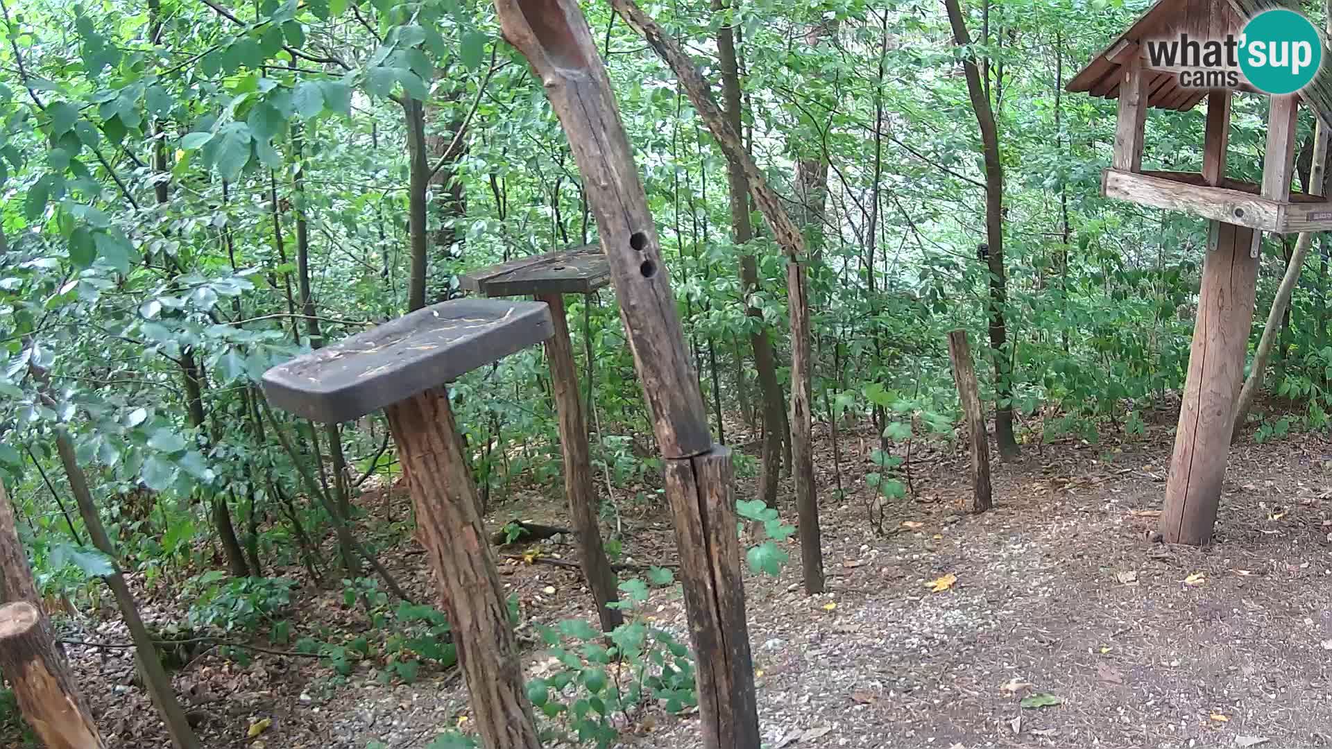 Comederos para pájaros en ZOO Ljubljana camera en vivo