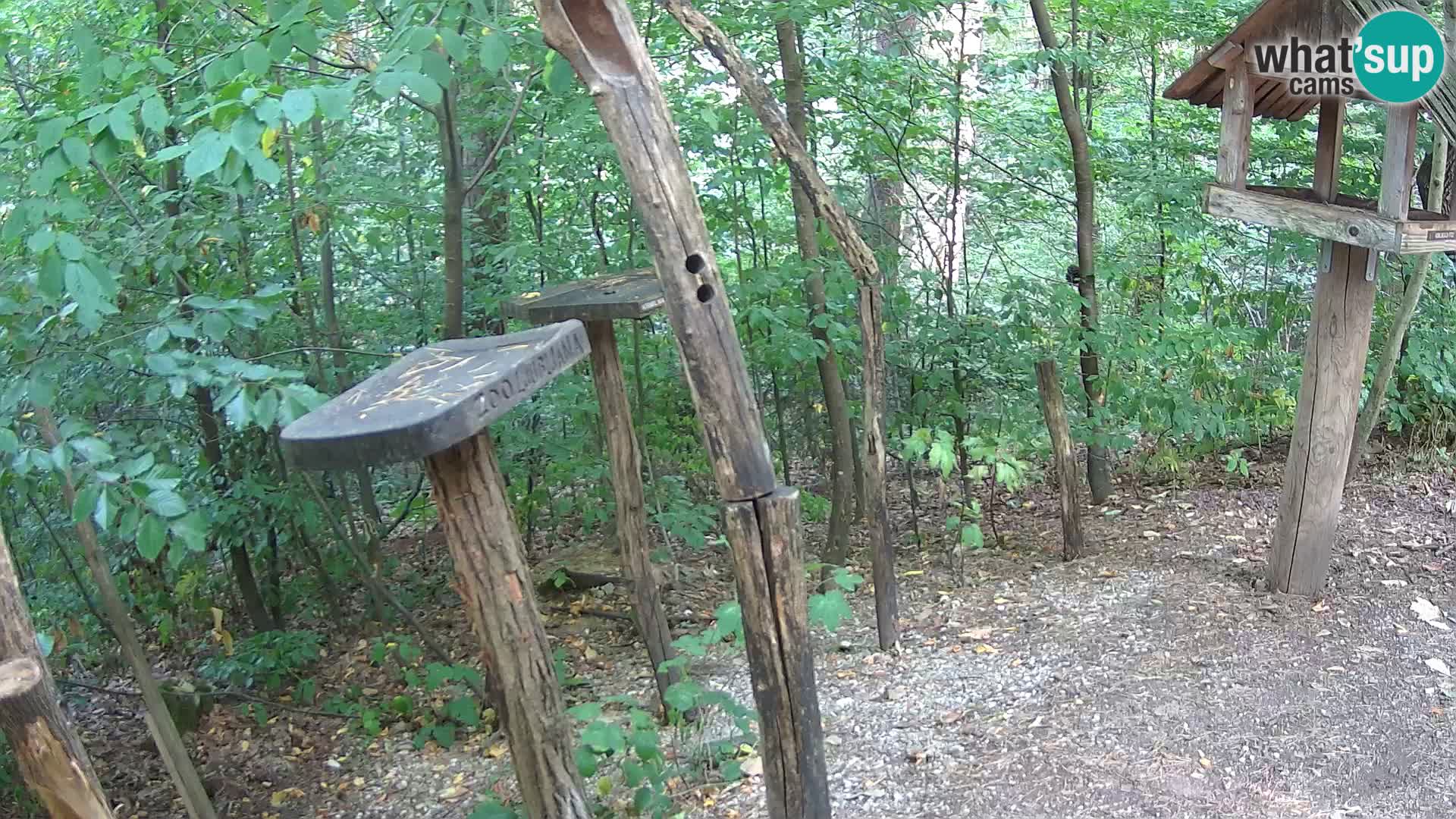 Mangeoires pour oiseaux au ZOO live webcam Ljubljana