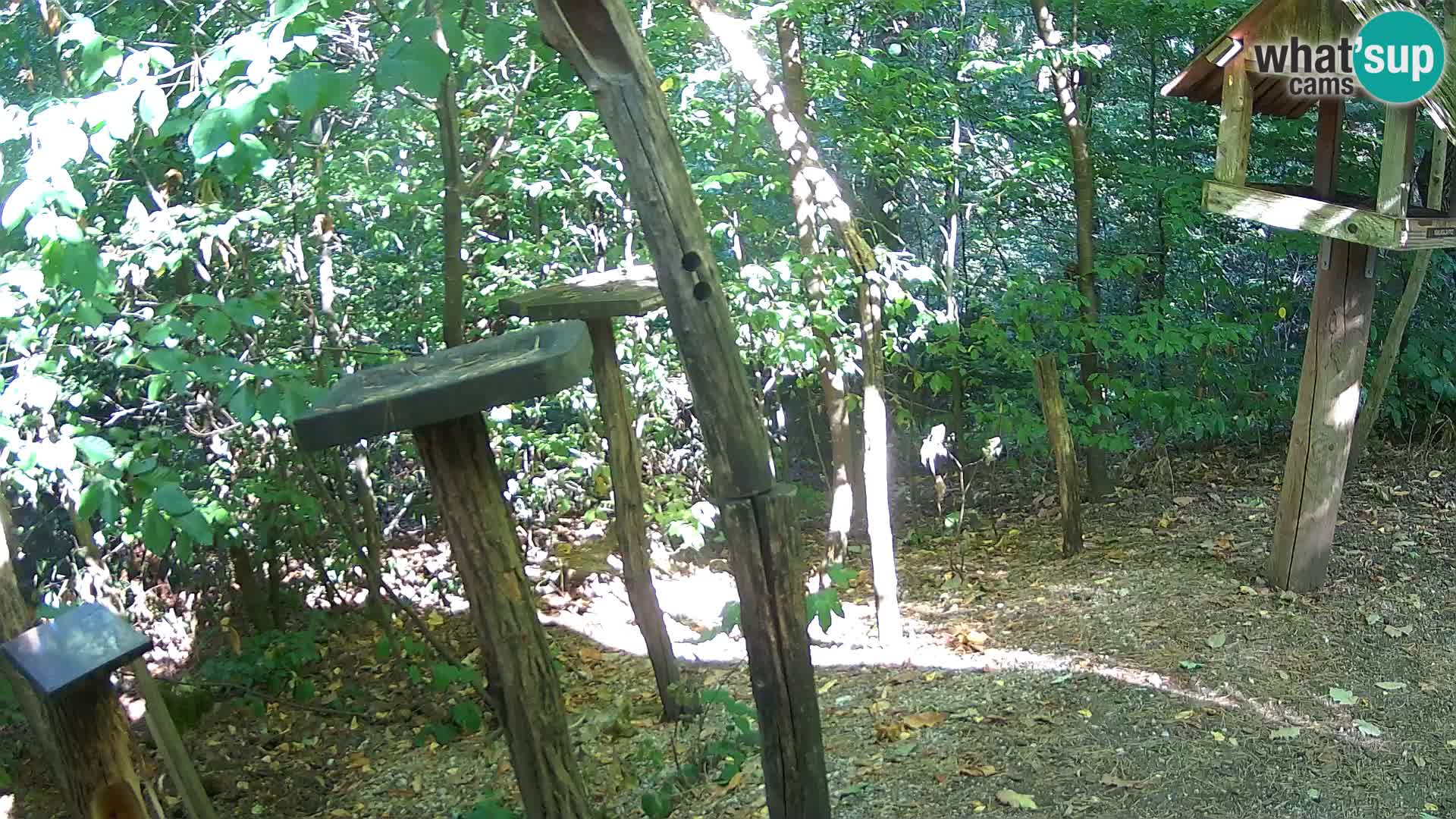 Mangeoires pour oiseaux au ZOO live webcam Ljubljana