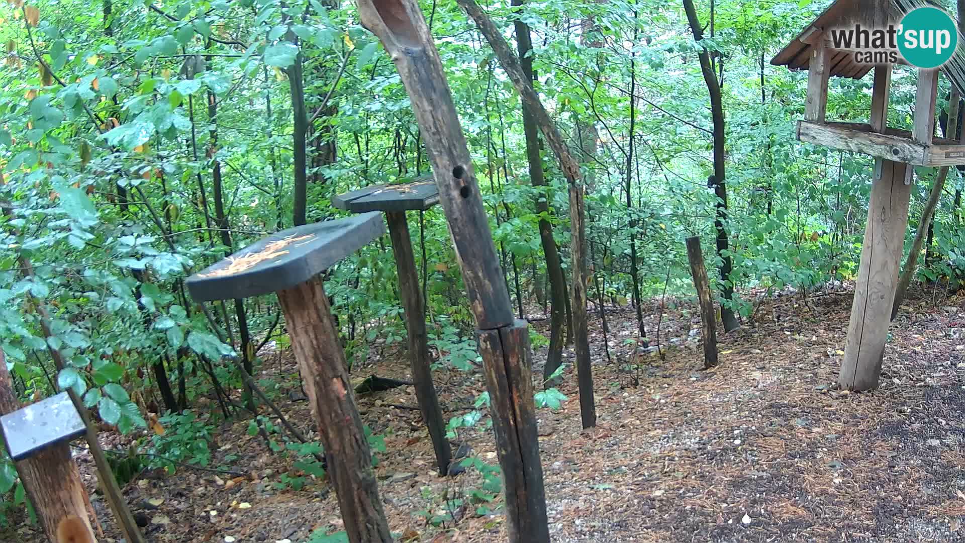 Comederos para pájaros en ZOO Ljubljana camera en vivo