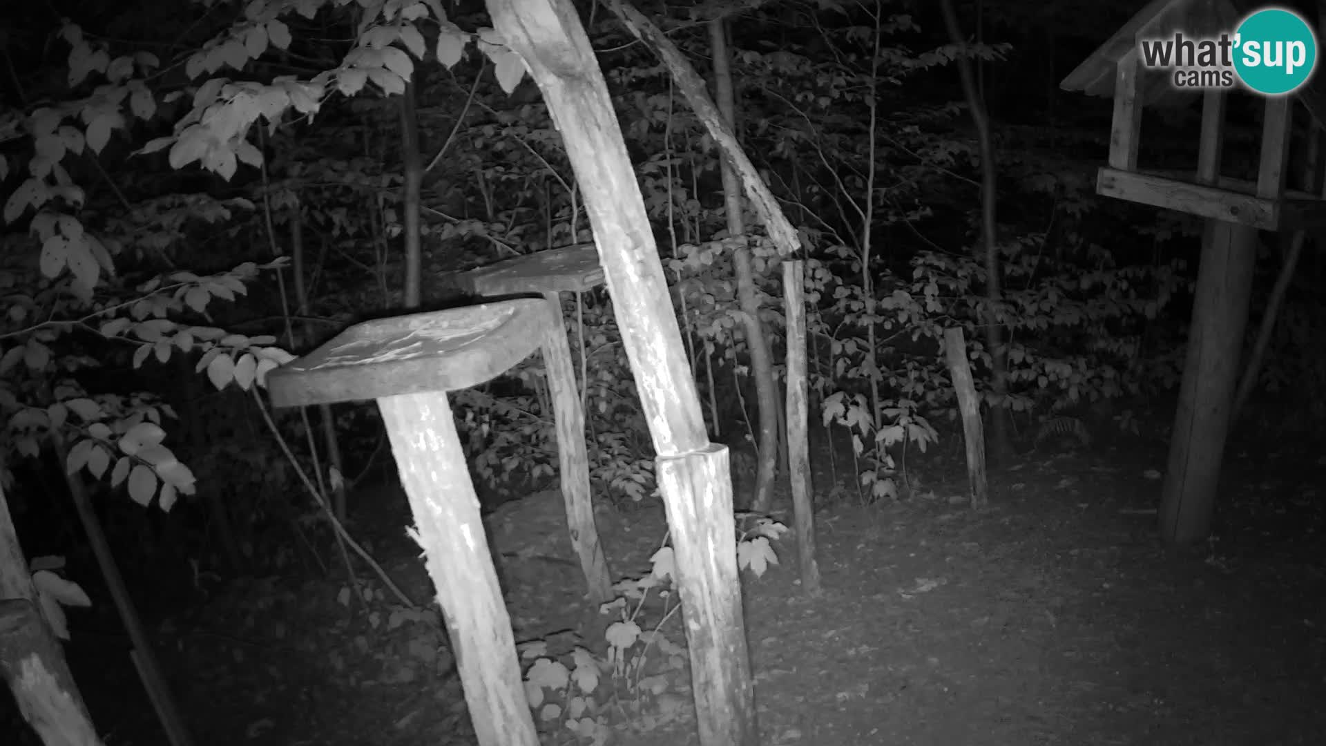 Bird feeders at ZOO Ljubljana webcam
