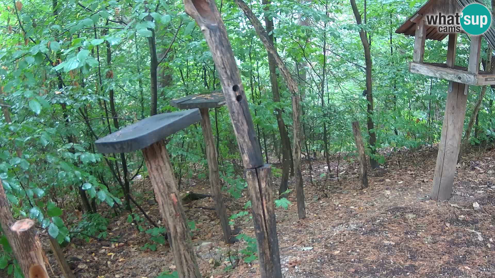 Mangiatoie per uccelli allo ZOO di Lubiana livecam