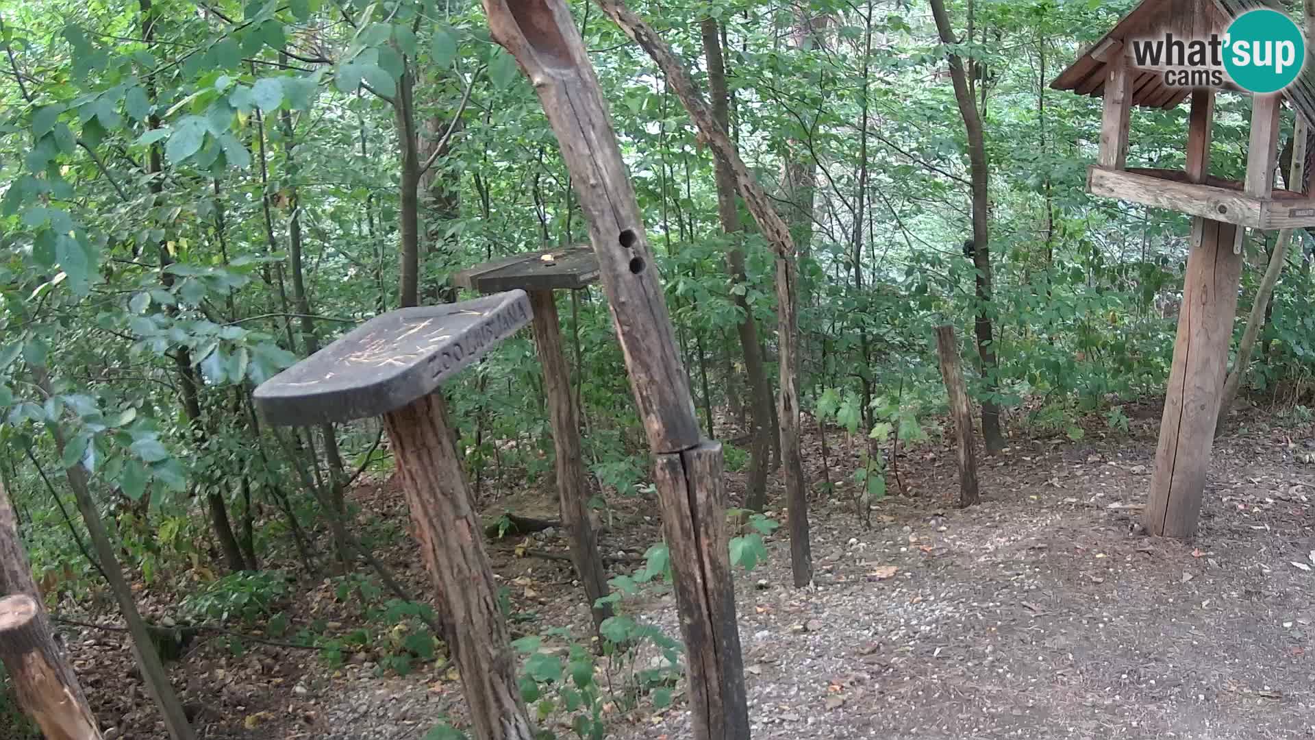 Mangeoires pour oiseaux au ZOO live webcam Ljubljana