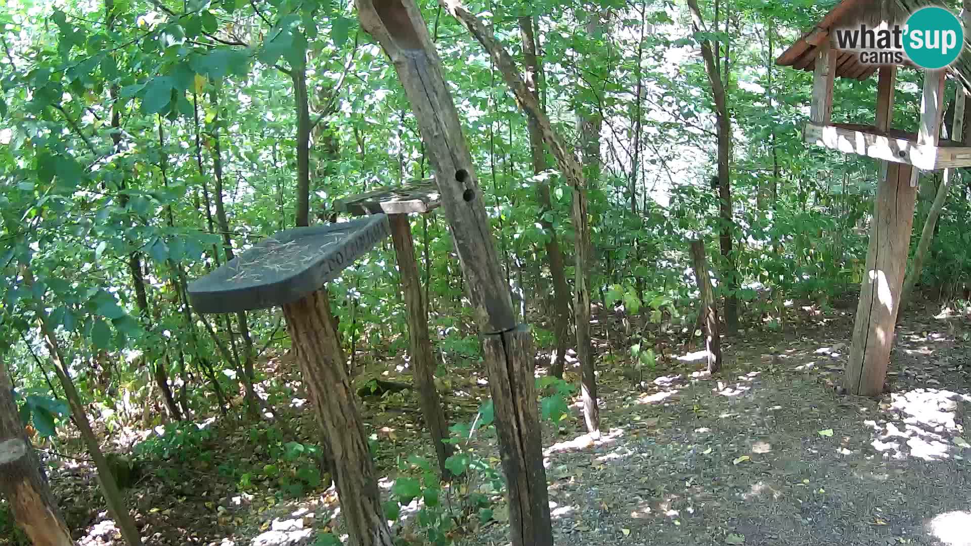 Vogelfutterhäuschen im ZOO webcam Ljubljana