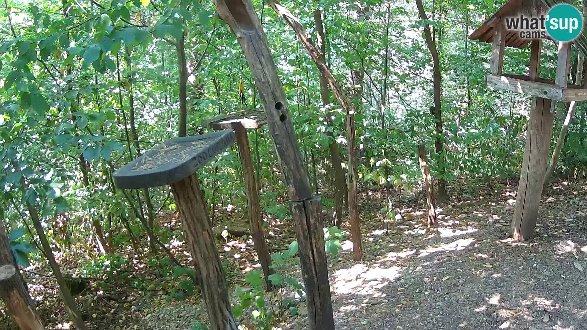 Mangiatoie per uccelli allo ZOO di Lubiana livecam