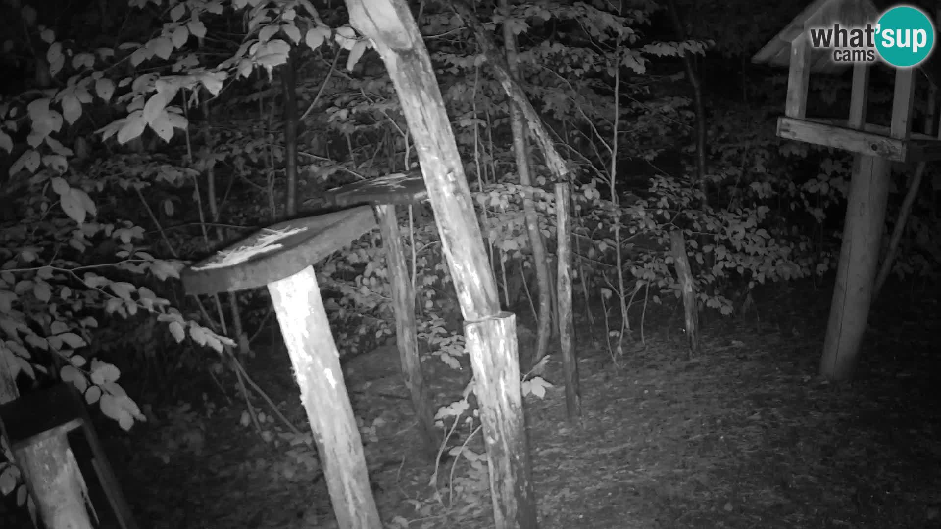 Mangiatoie per uccelli allo ZOO di Lubiana livecam