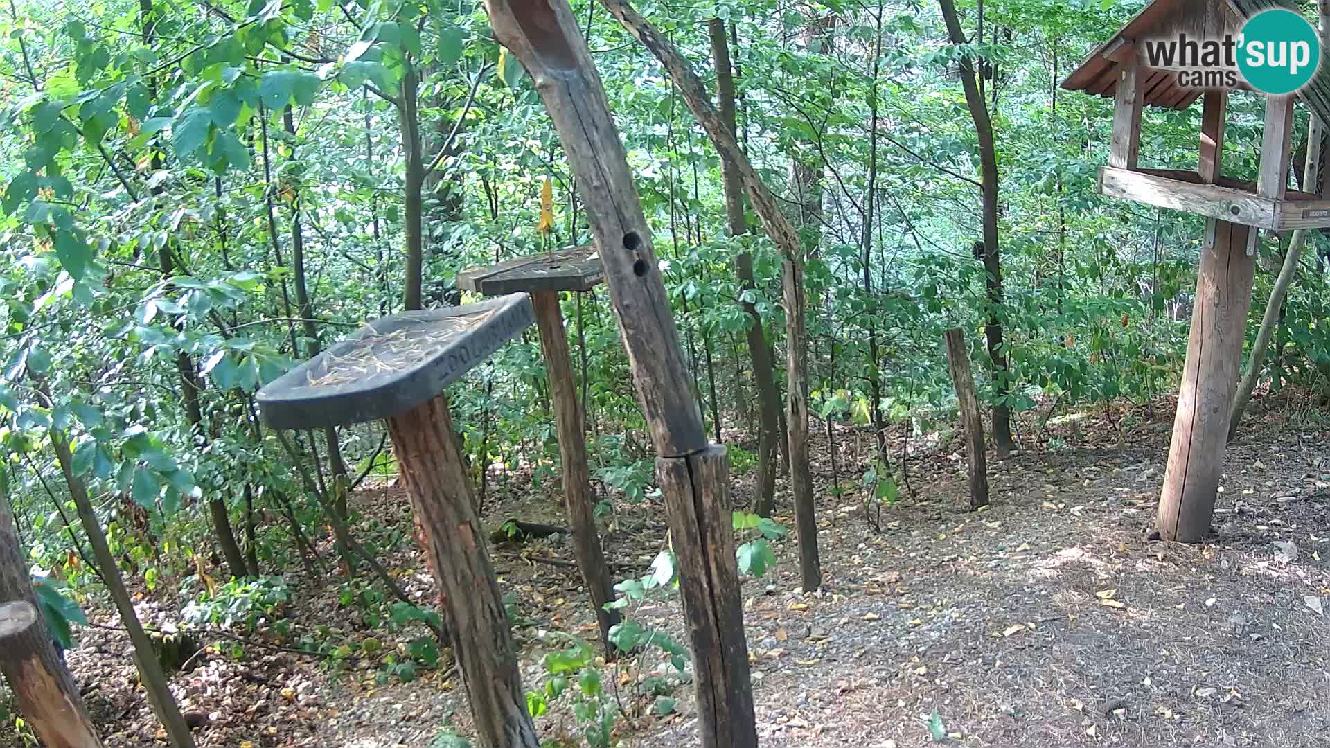 Hranilice za ptice u ZOO web kamera Ljubljana