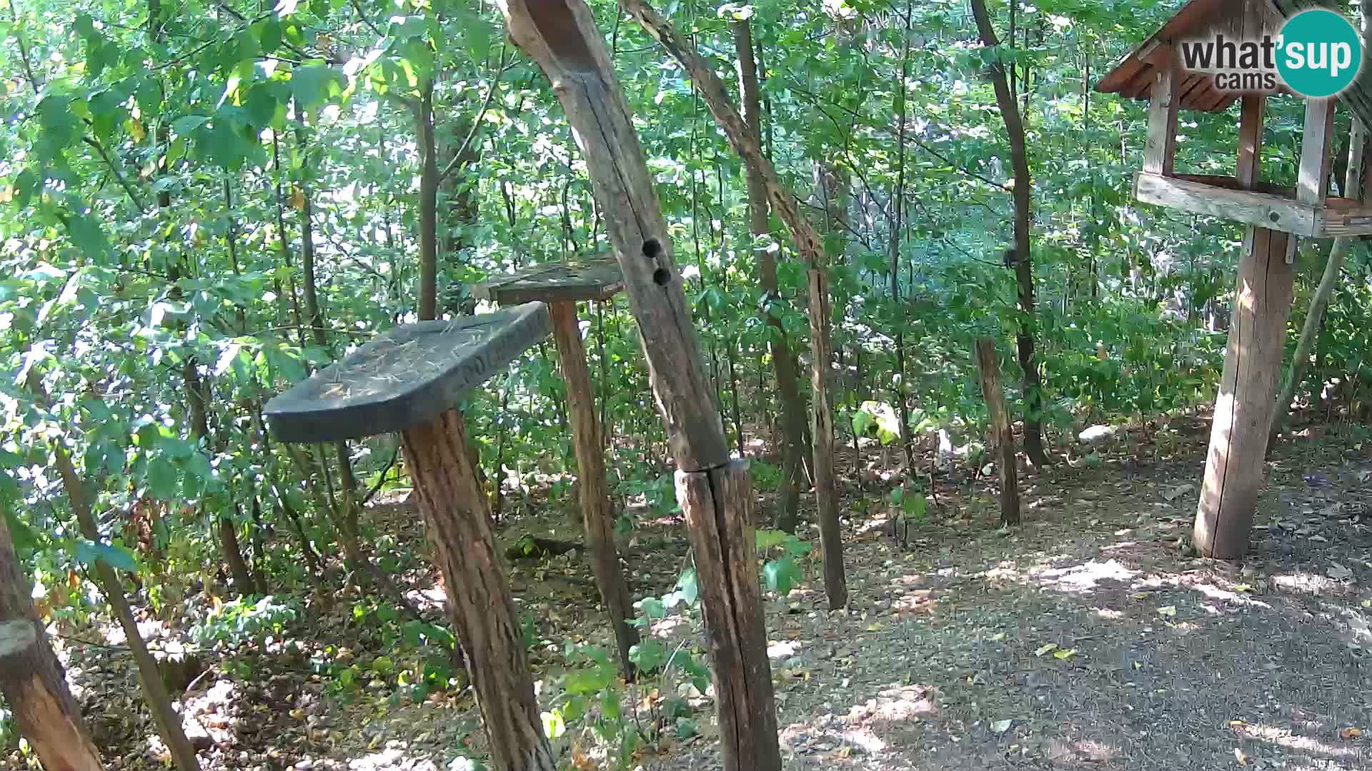 Comederos para pájaros en ZOO Ljubljana camera en vivo