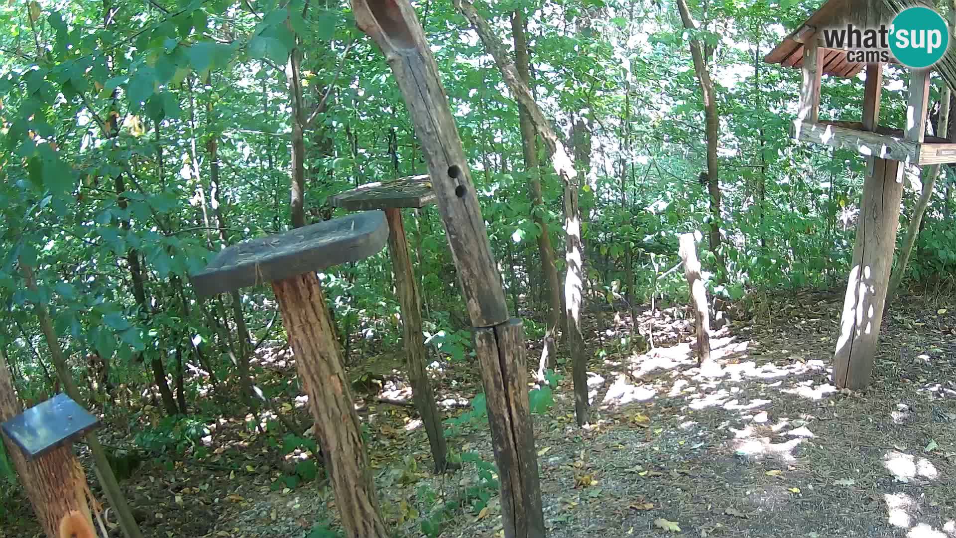 Mangeoires pour oiseaux au ZOO live webcam Ljubljana