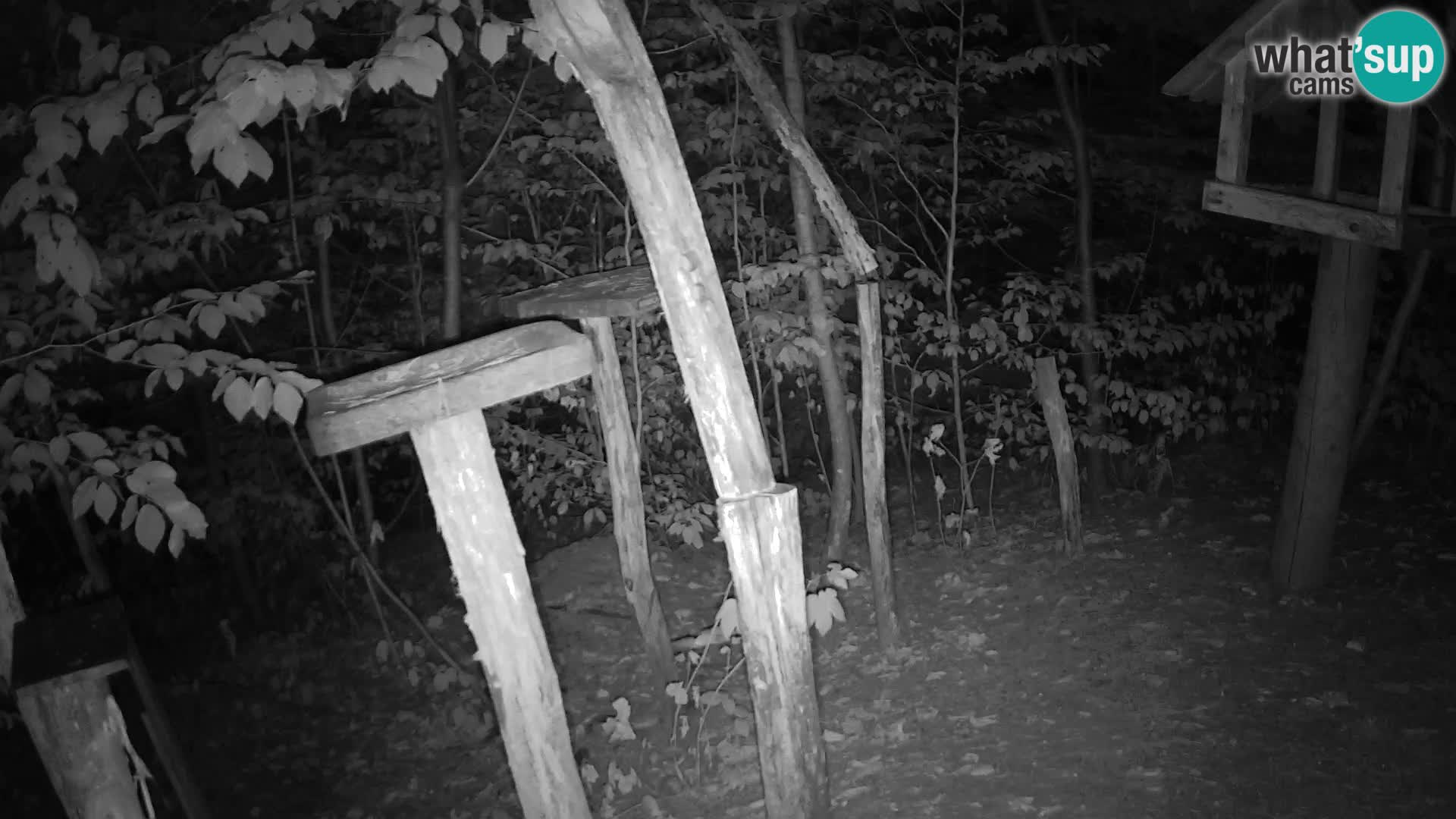 Vogelfutterhäuschen im ZOO webcam Ljubljana