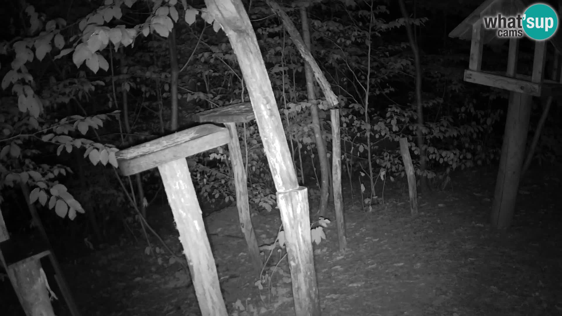 Vogelfutterhäuschen im ZOO webcam Ljubljana