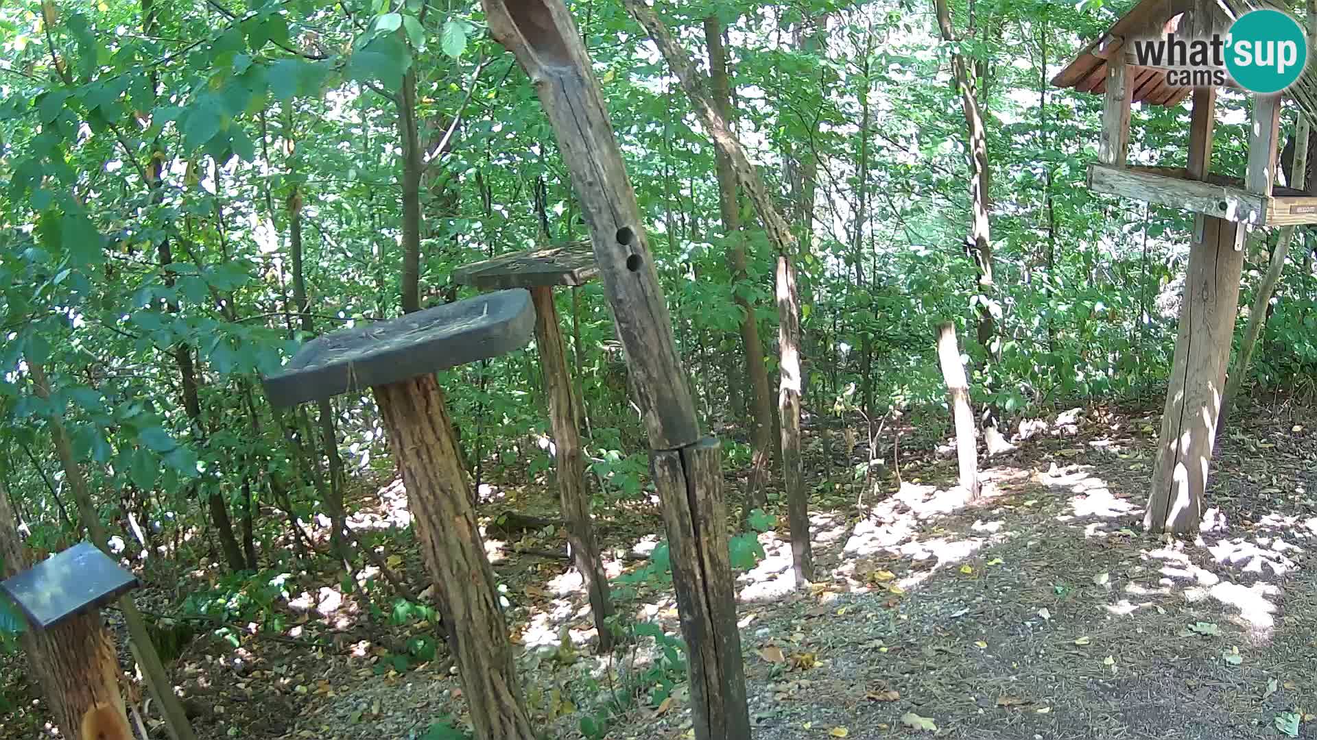 Mangeoires pour oiseaux au ZOO live webcam Ljubljana