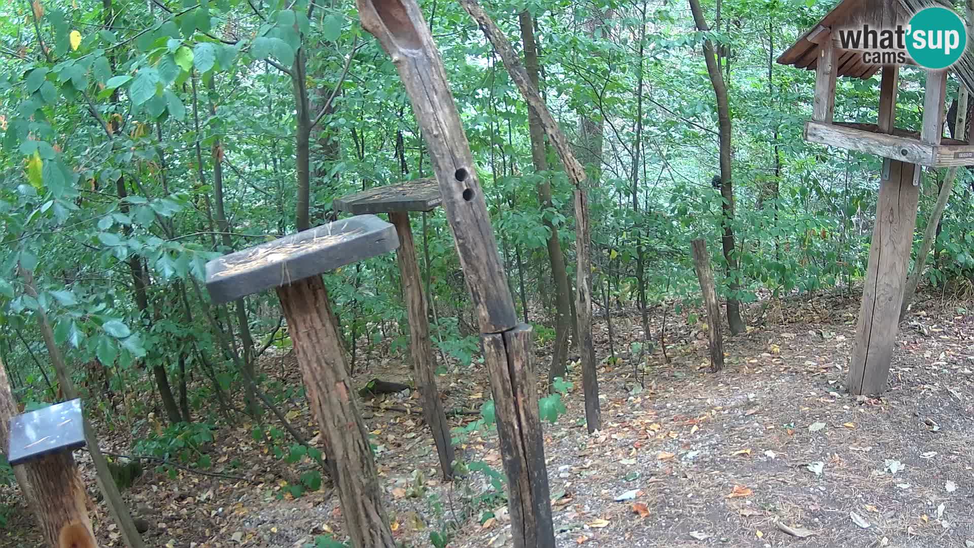 Mangiatoie per uccelli allo ZOO di Lubiana livecam