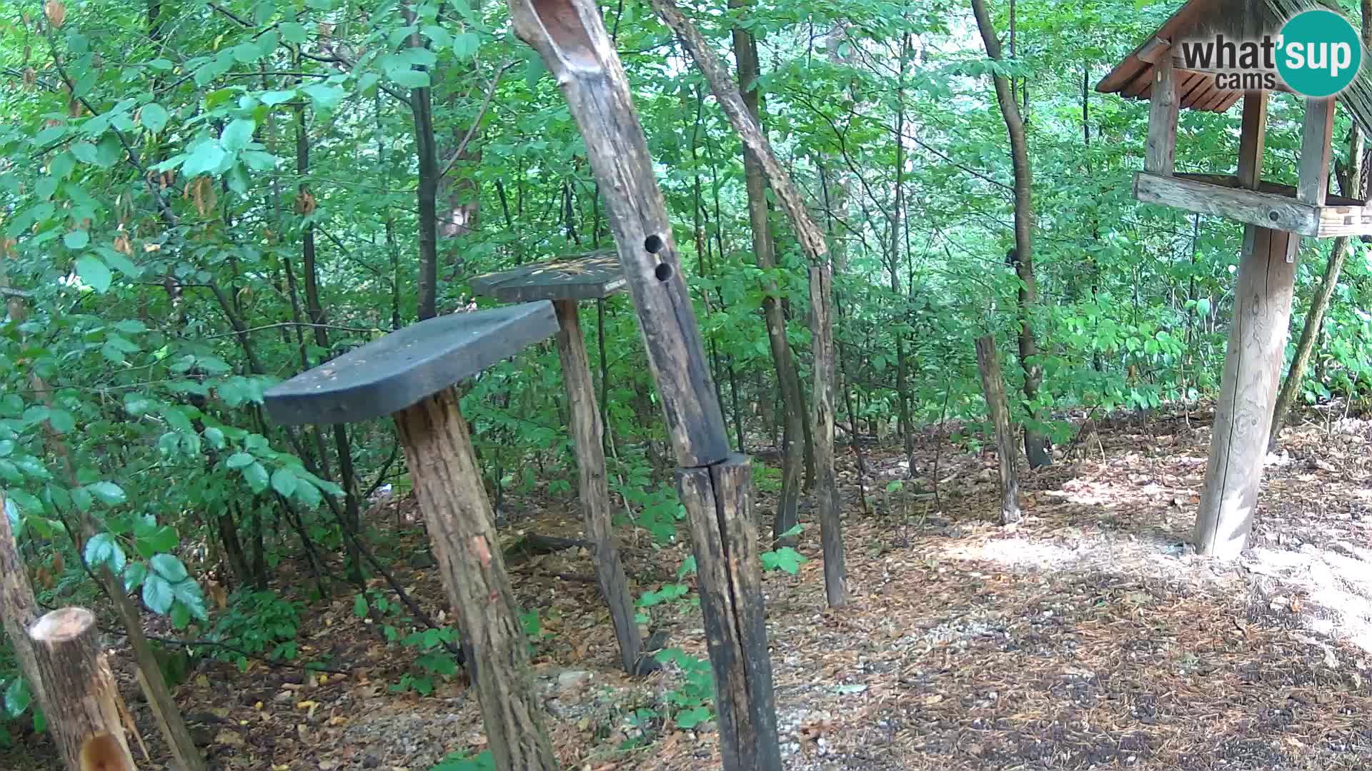 Vogelfutterhäuschen im ZOO webcam Ljubljana