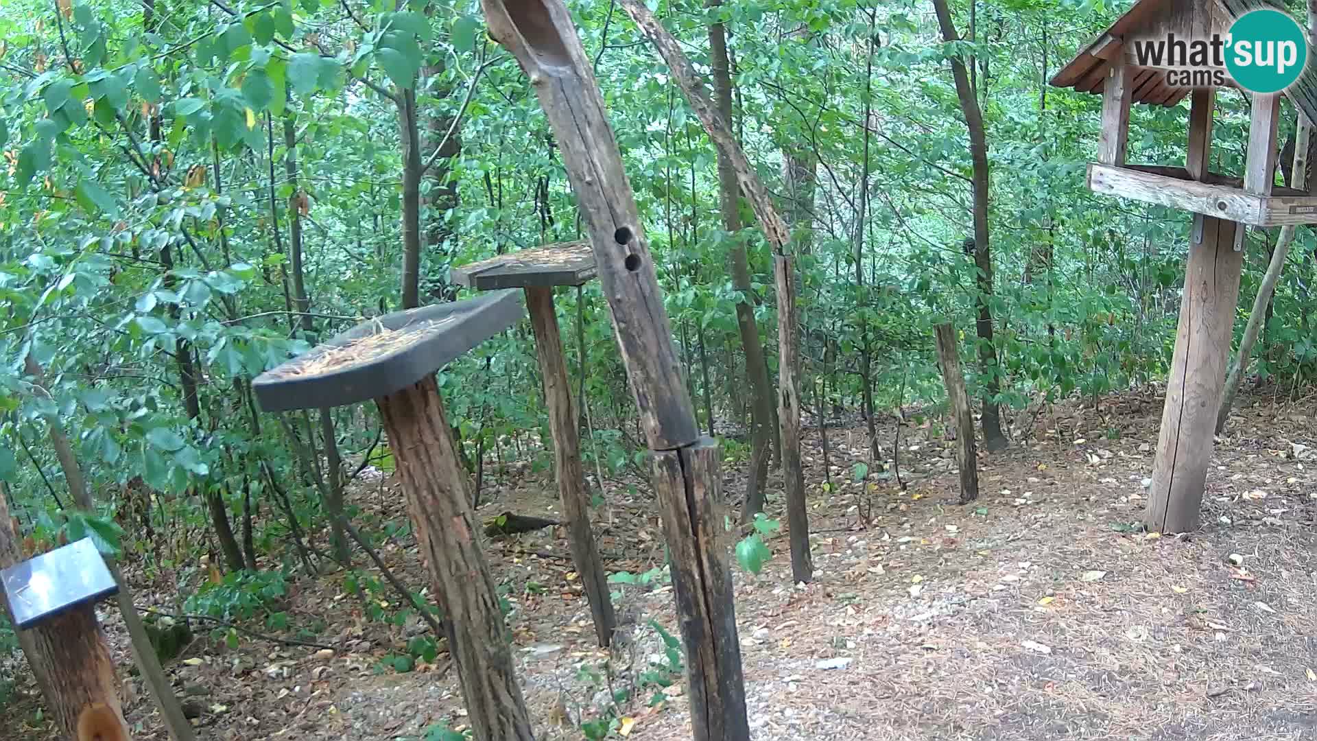 Hranilice za ptice u ZOO web kamera Ljubljana