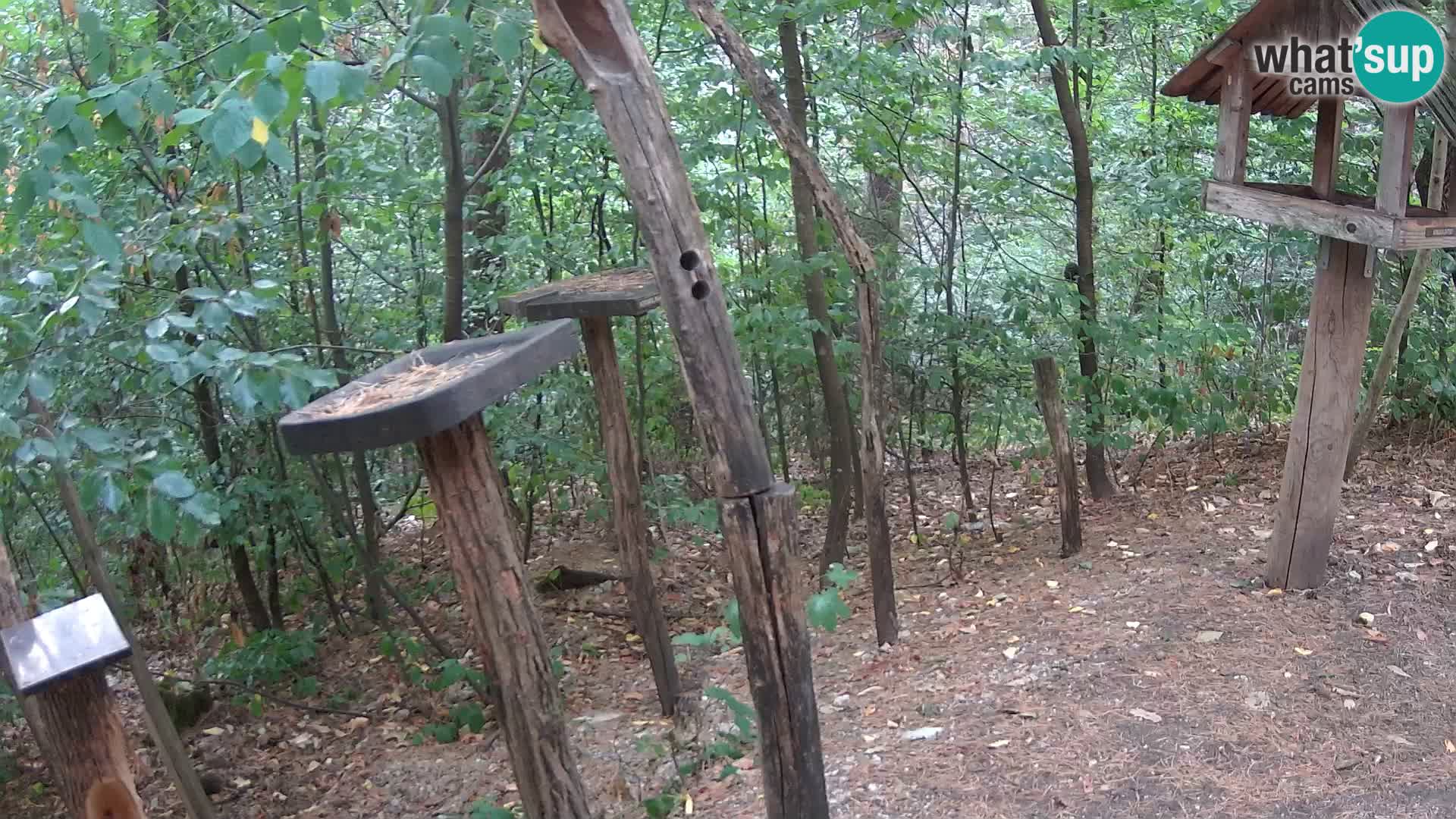 Vogelfutterhäuschen im ZOO webcam Ljubljana