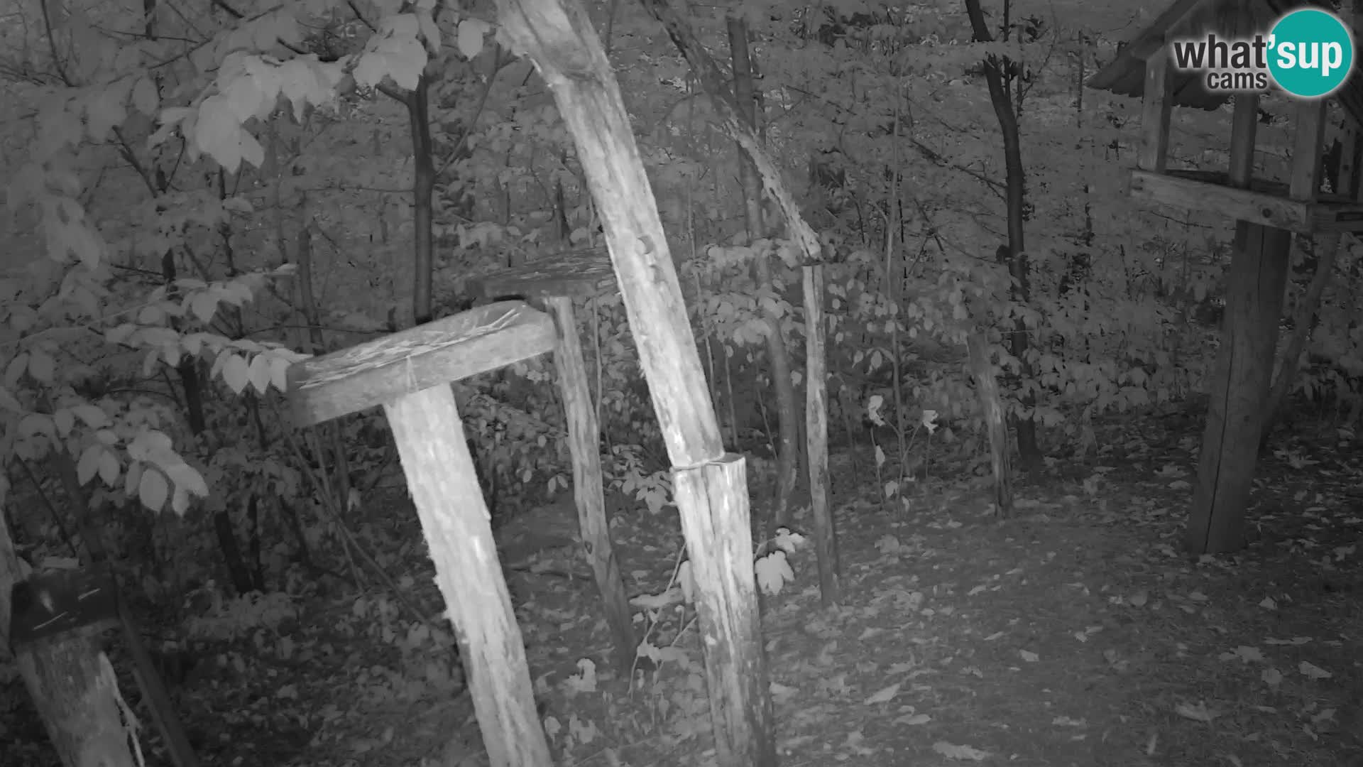 Vogelfutterhäuschen im ZOO webcam Ljubljana