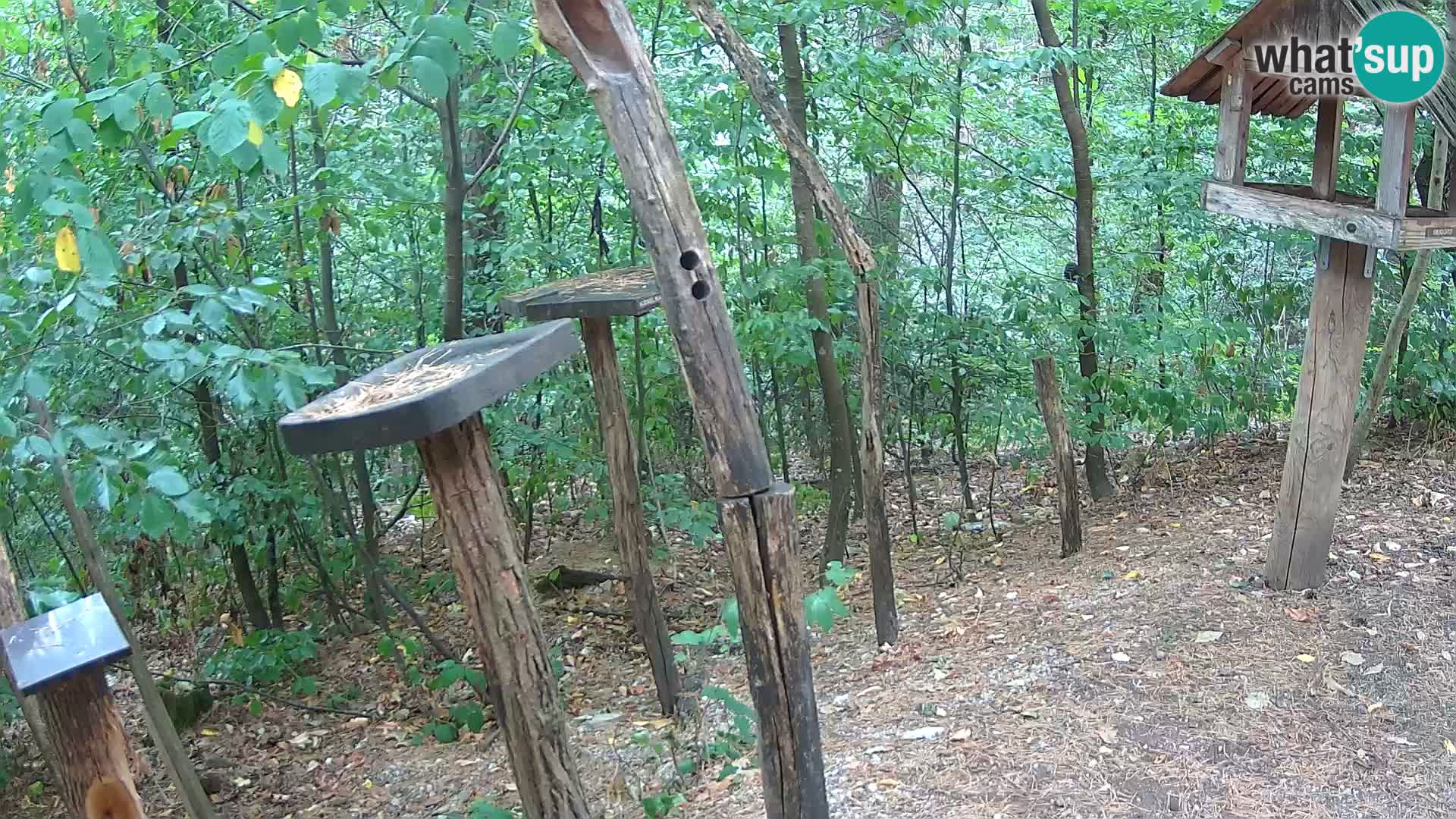 Vogelfutterhäuschen im ZOO webcam Ljubljana